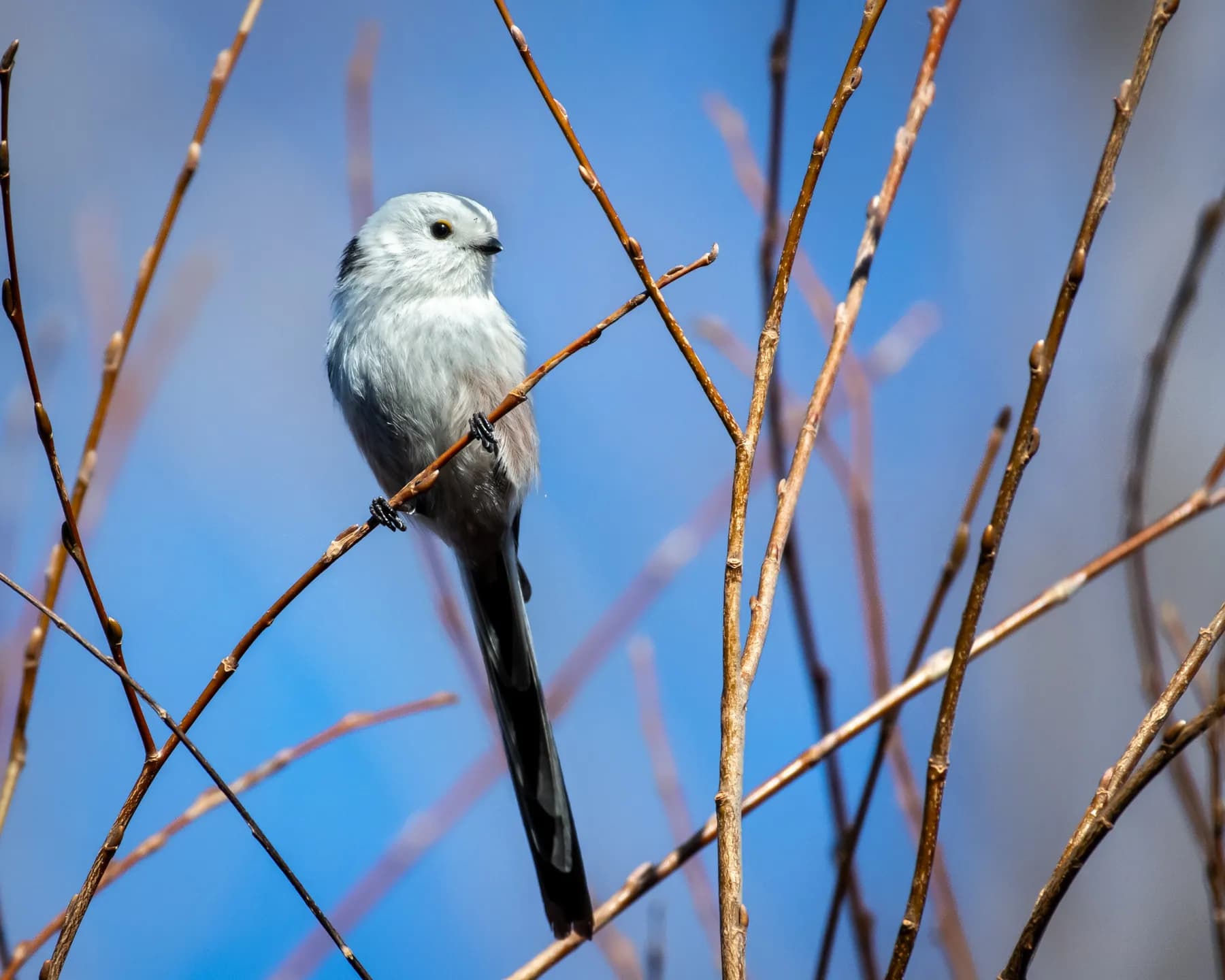 Aegithalos caudatus