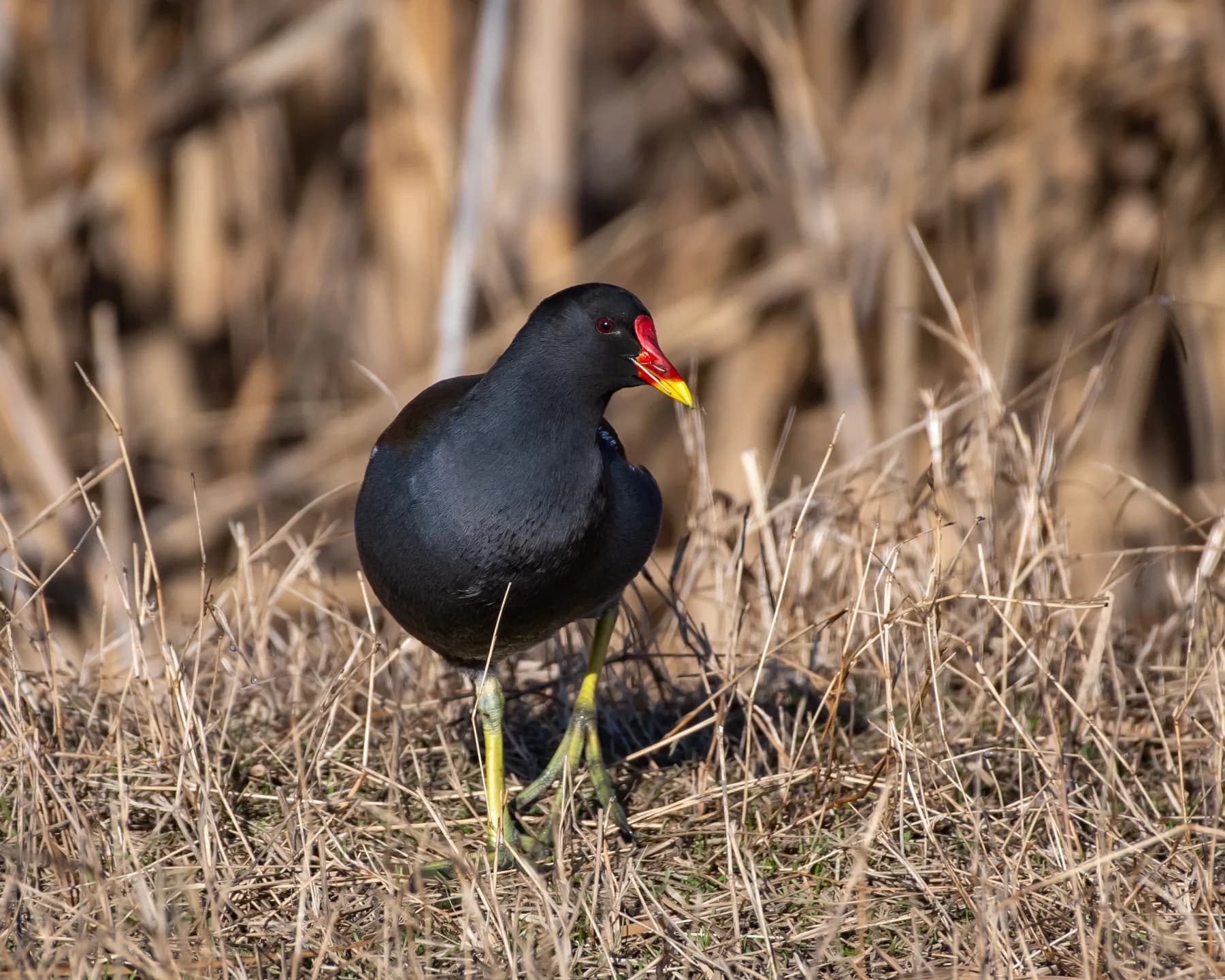 Pasăre moară neagră în habitat natural