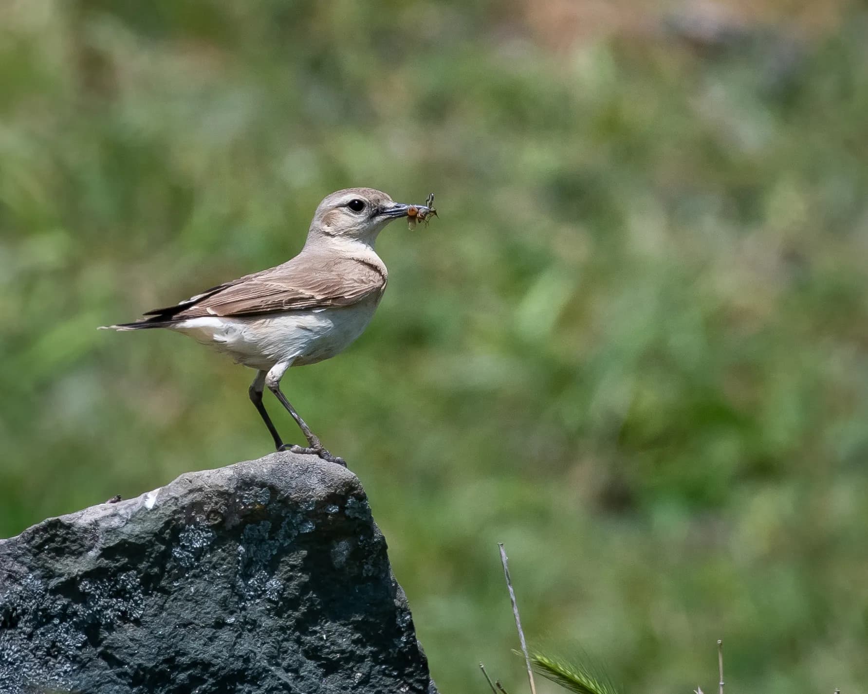 Oenanthe isabellina