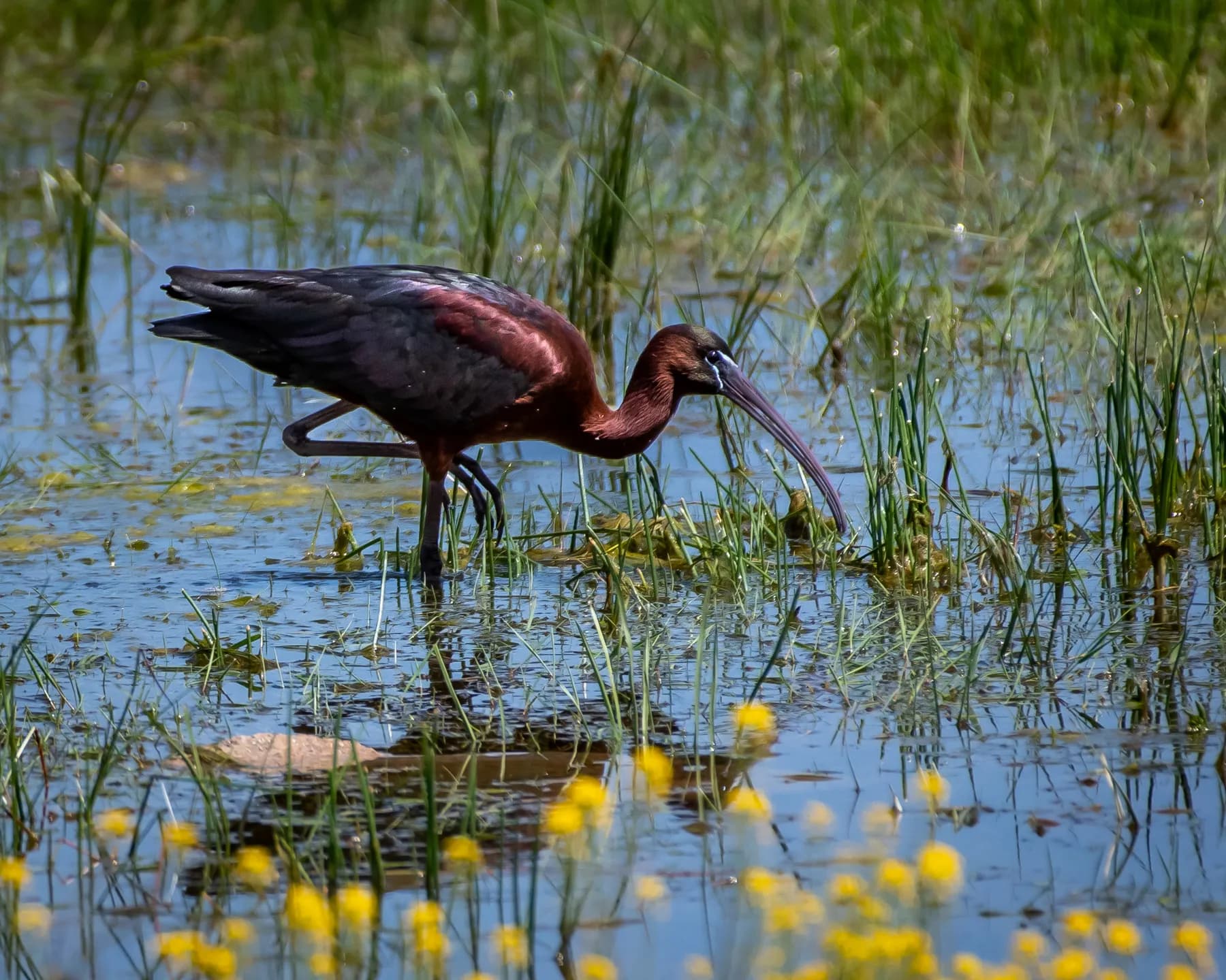 Plegadis falcinellus