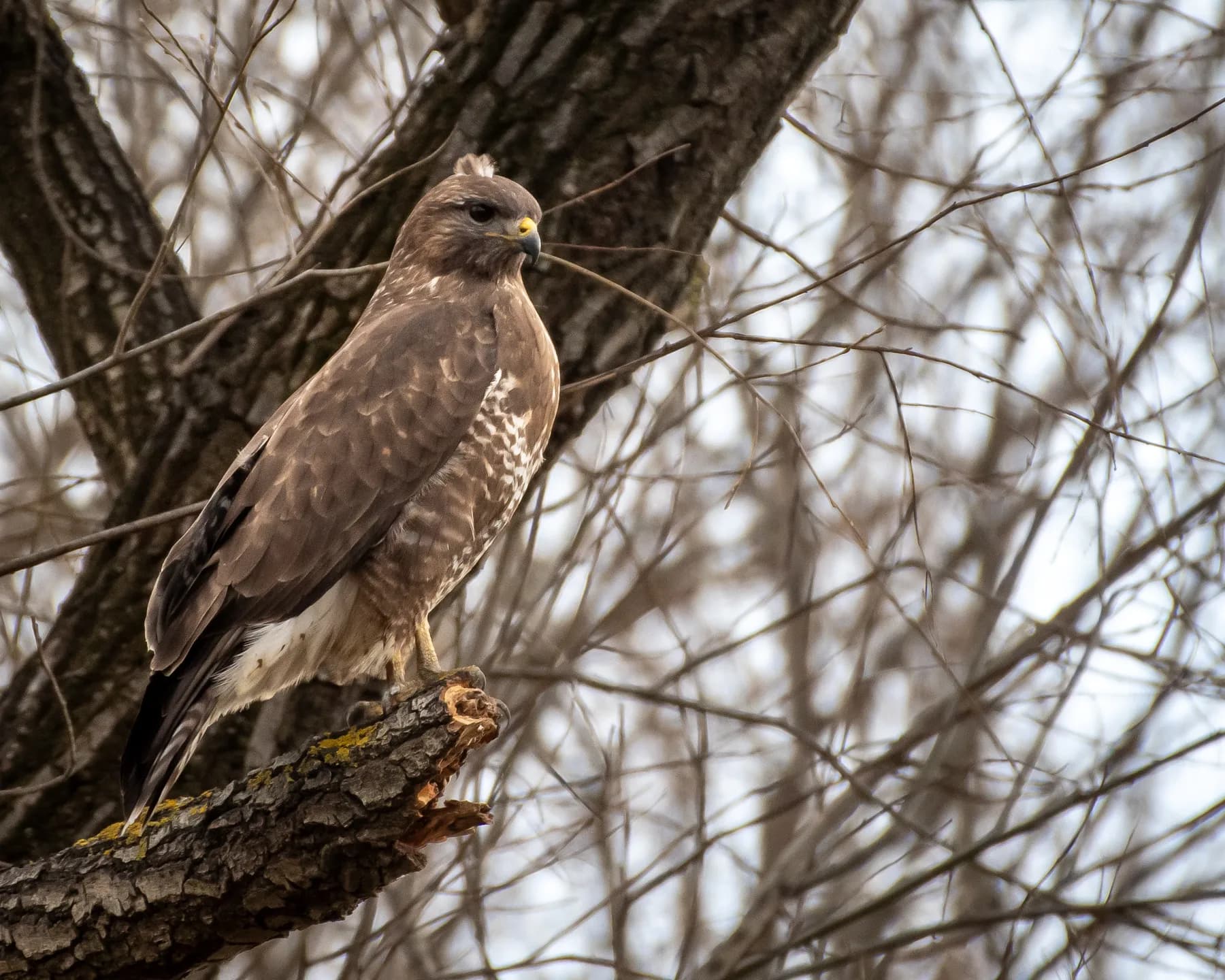 Pasăre de pradă pe ramură într-o pădure.