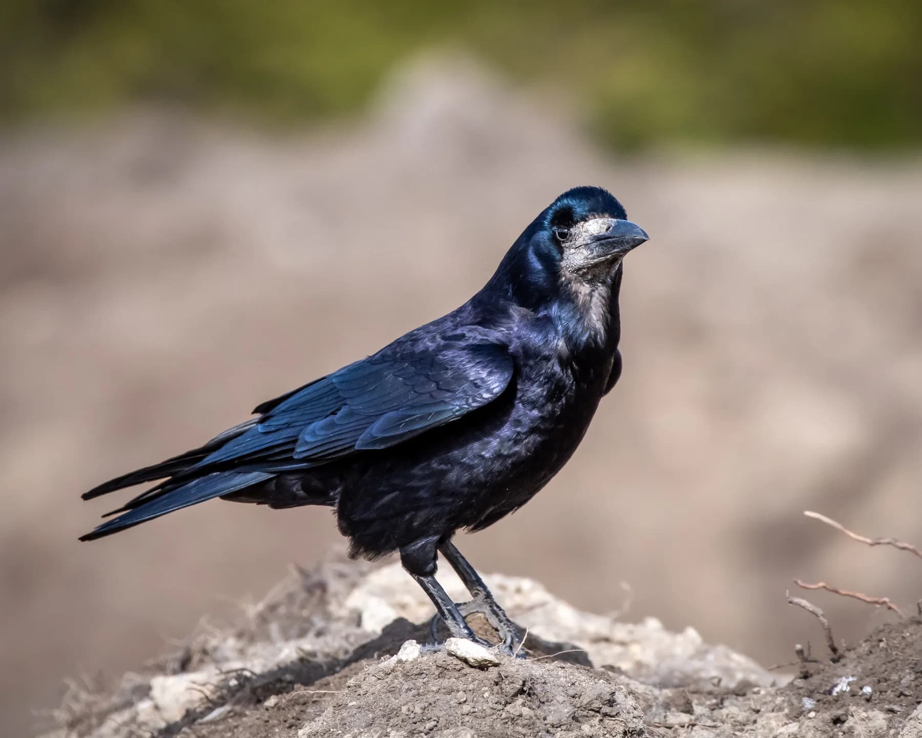 Corb negru stând pe pământ, fundal neclar