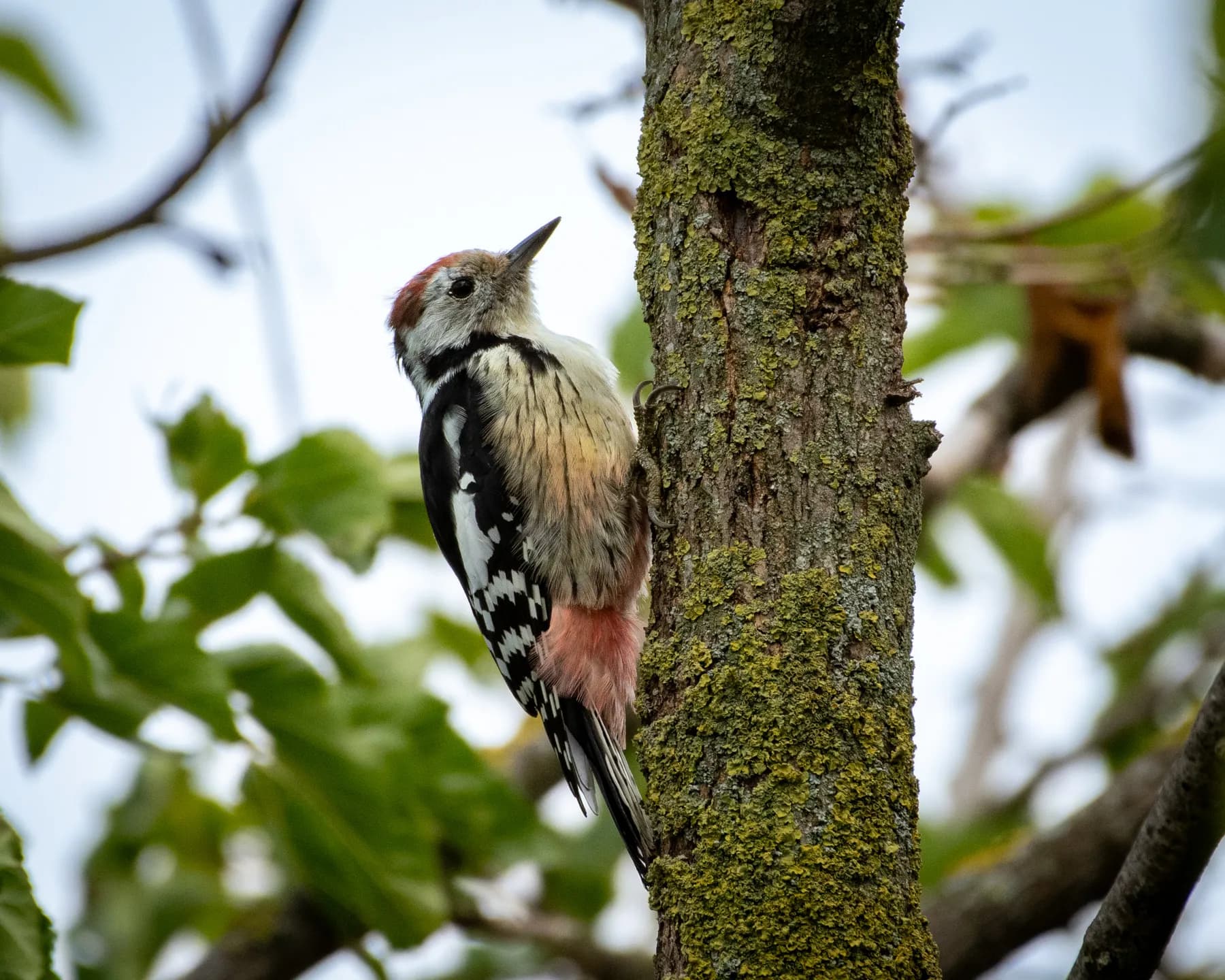 Ciocănitoare pe copac acoperit cu mușchi, natură verde.