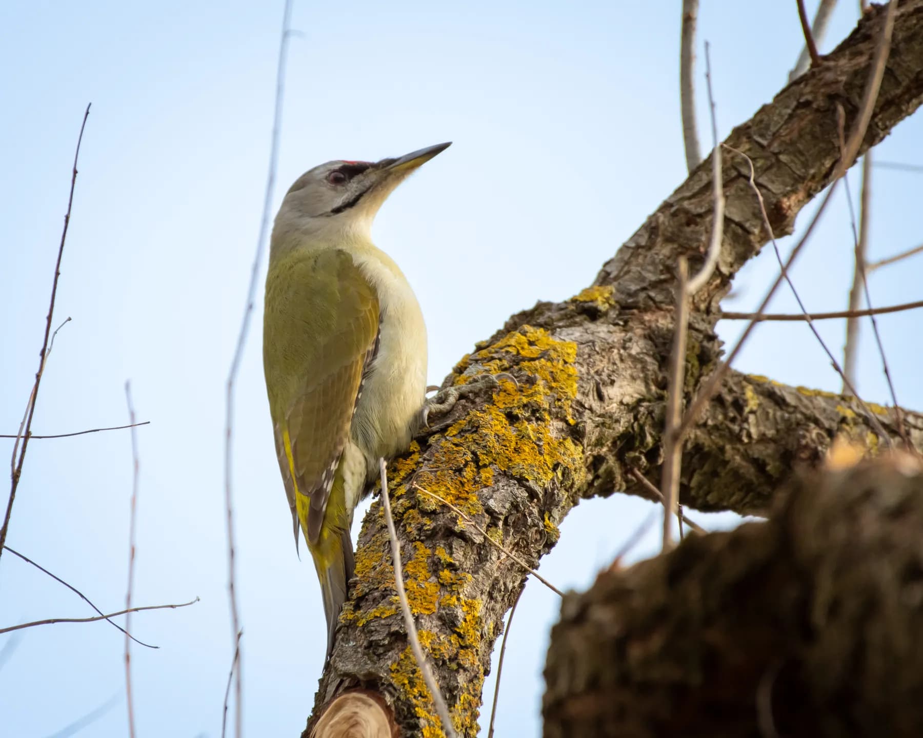 Ciocănitoare pe o ramură, cer albastru.