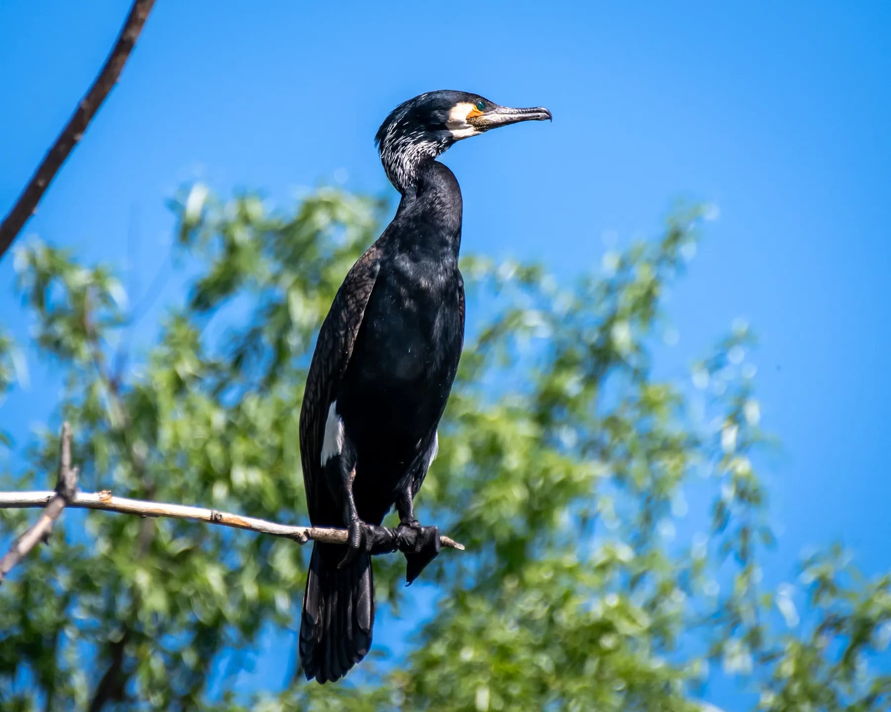 Cormoran negru pe creangă, cer albastru.