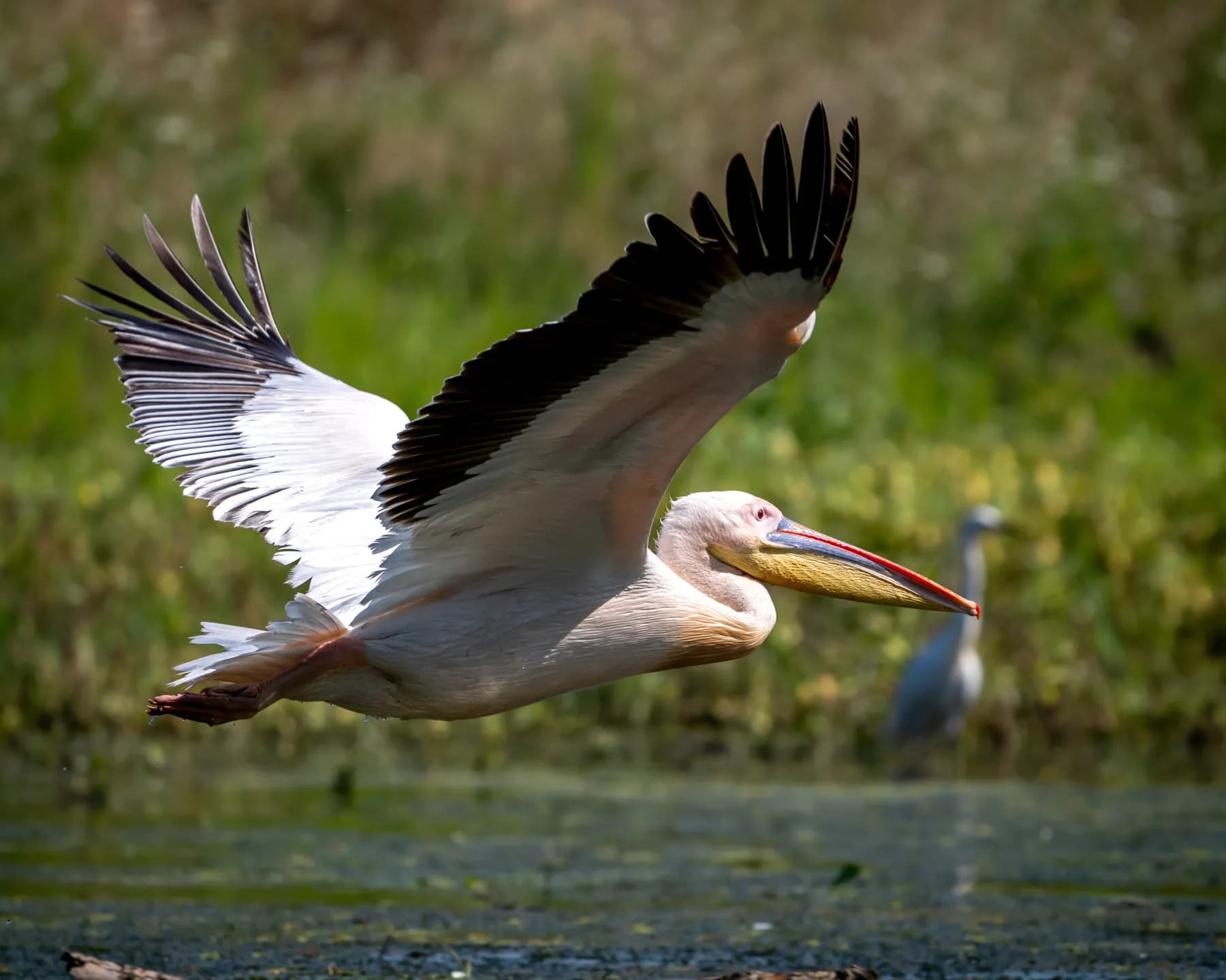 pelecanus onocrotalus