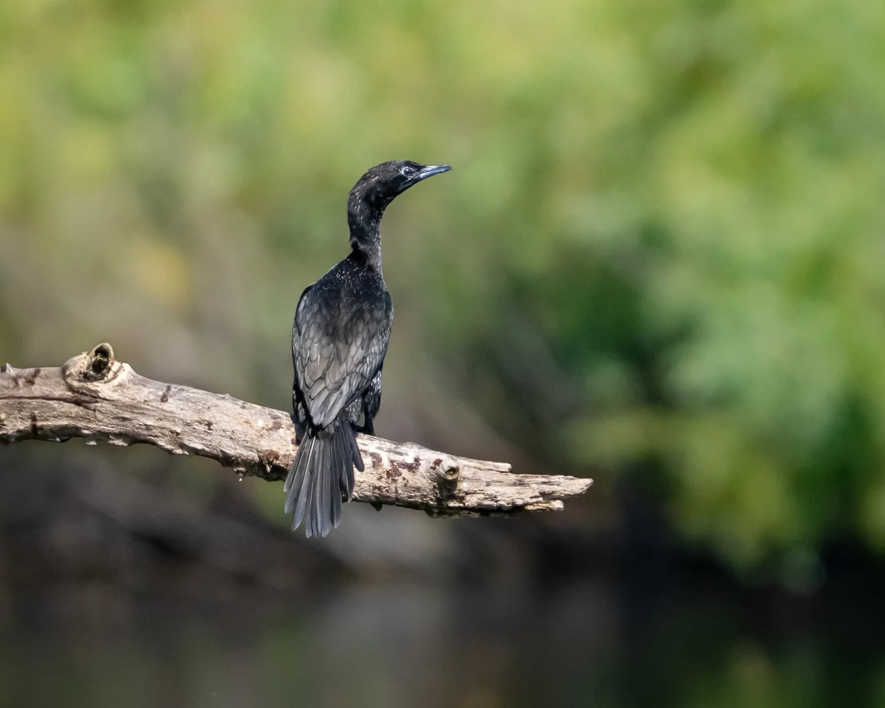 phalacrocorax pygmaeus