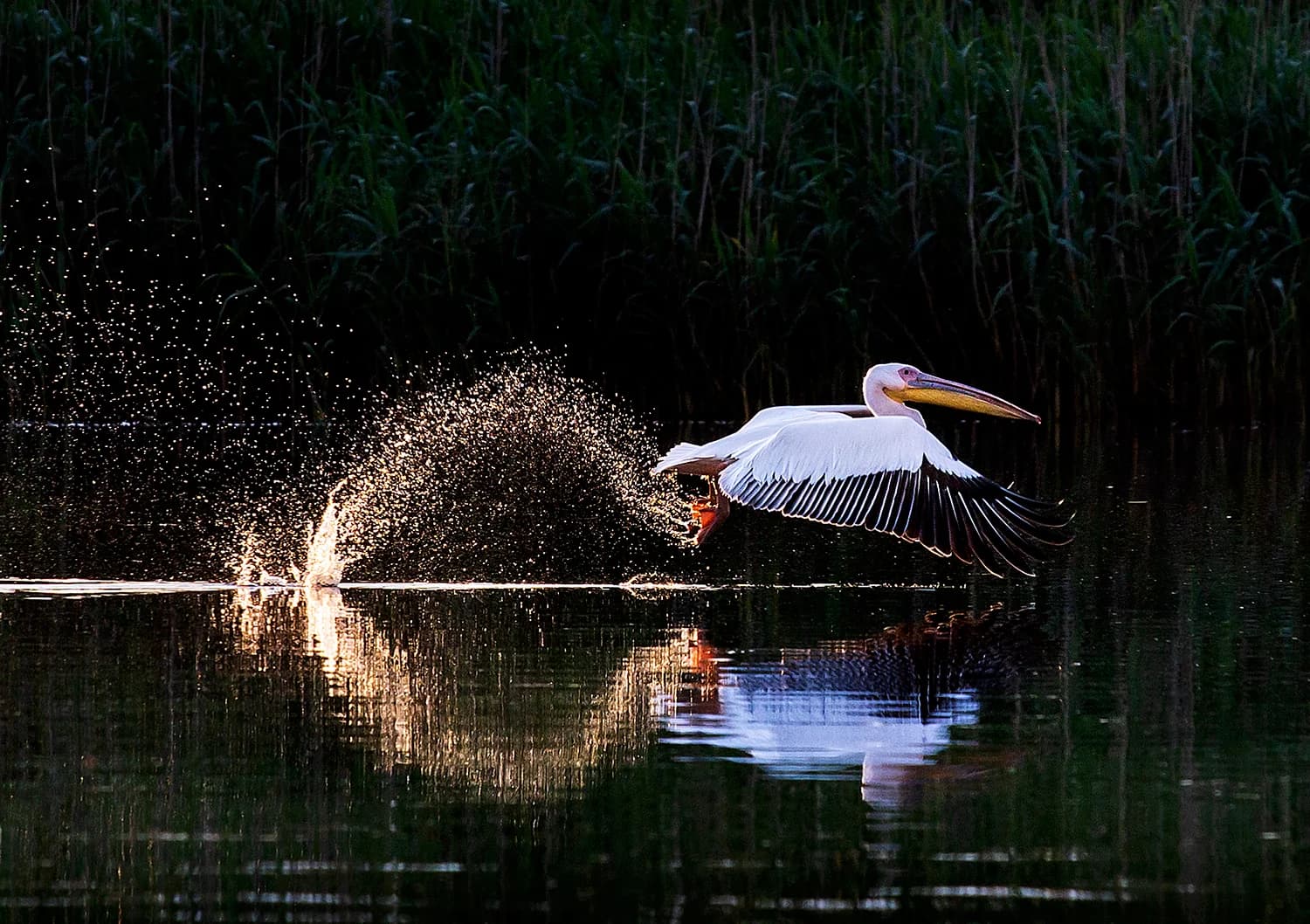 Excursii de 4 zile în Delta Dunării