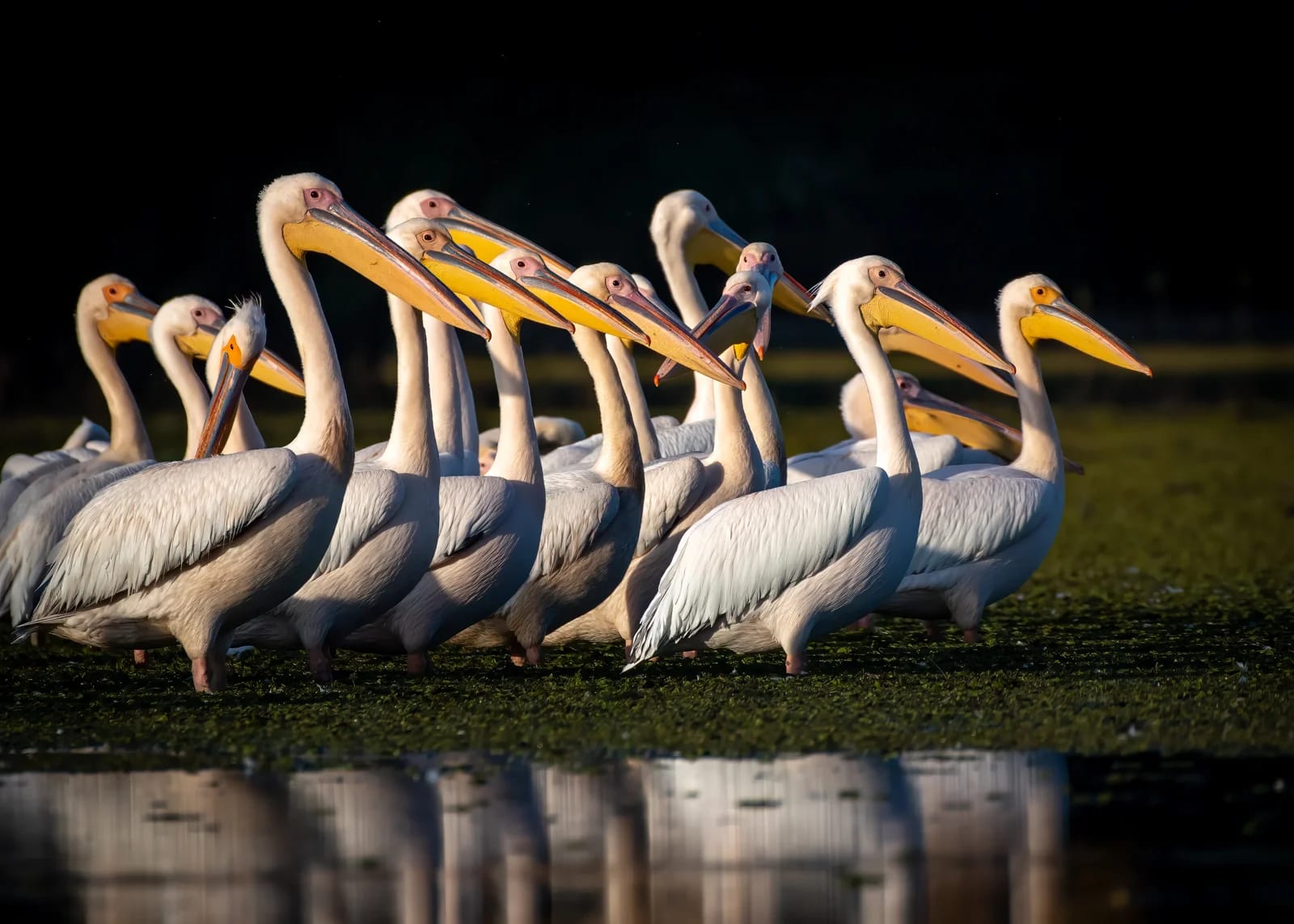 Tulcea – „Lacul cu pasări”