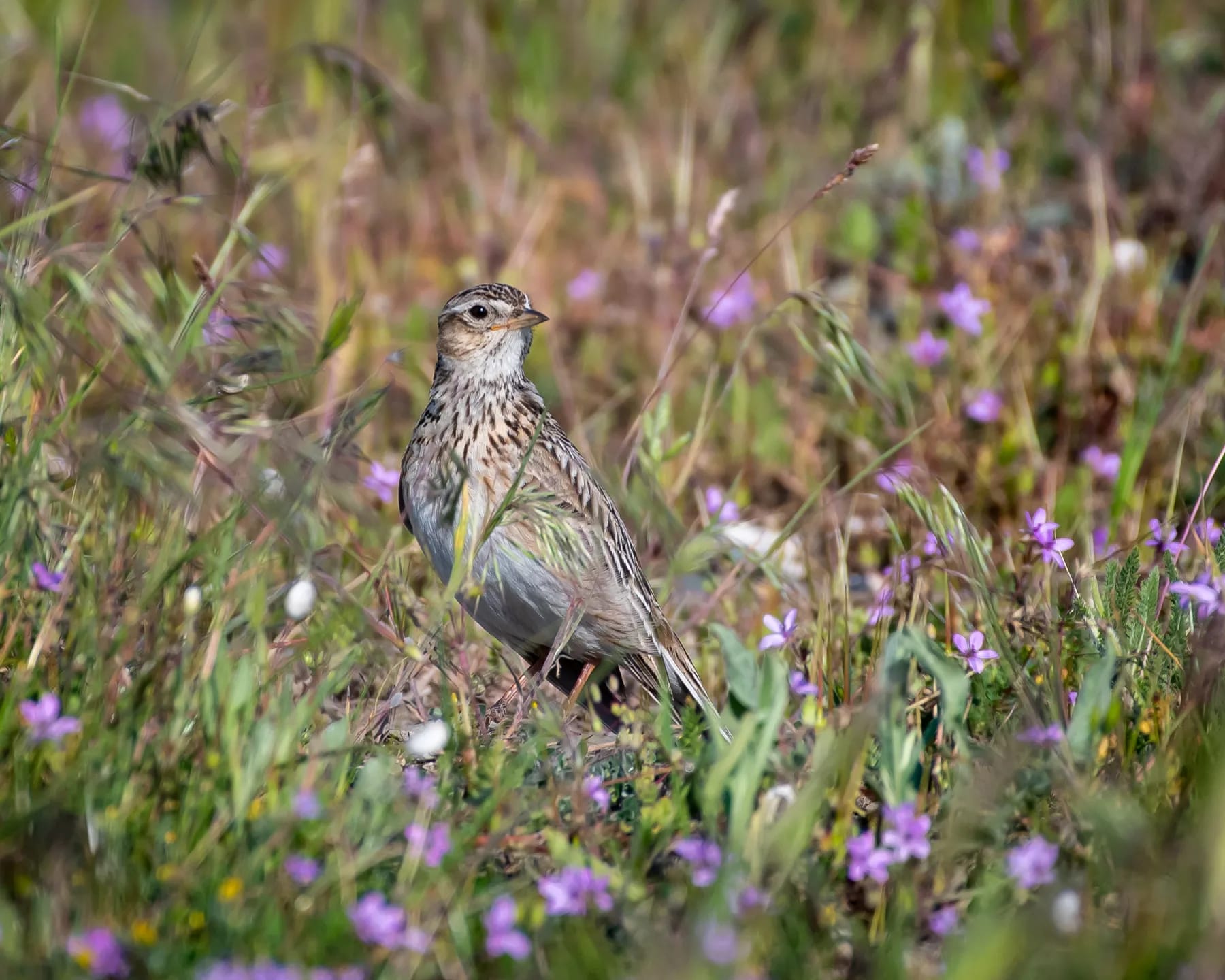 Ciocarlia de câmp