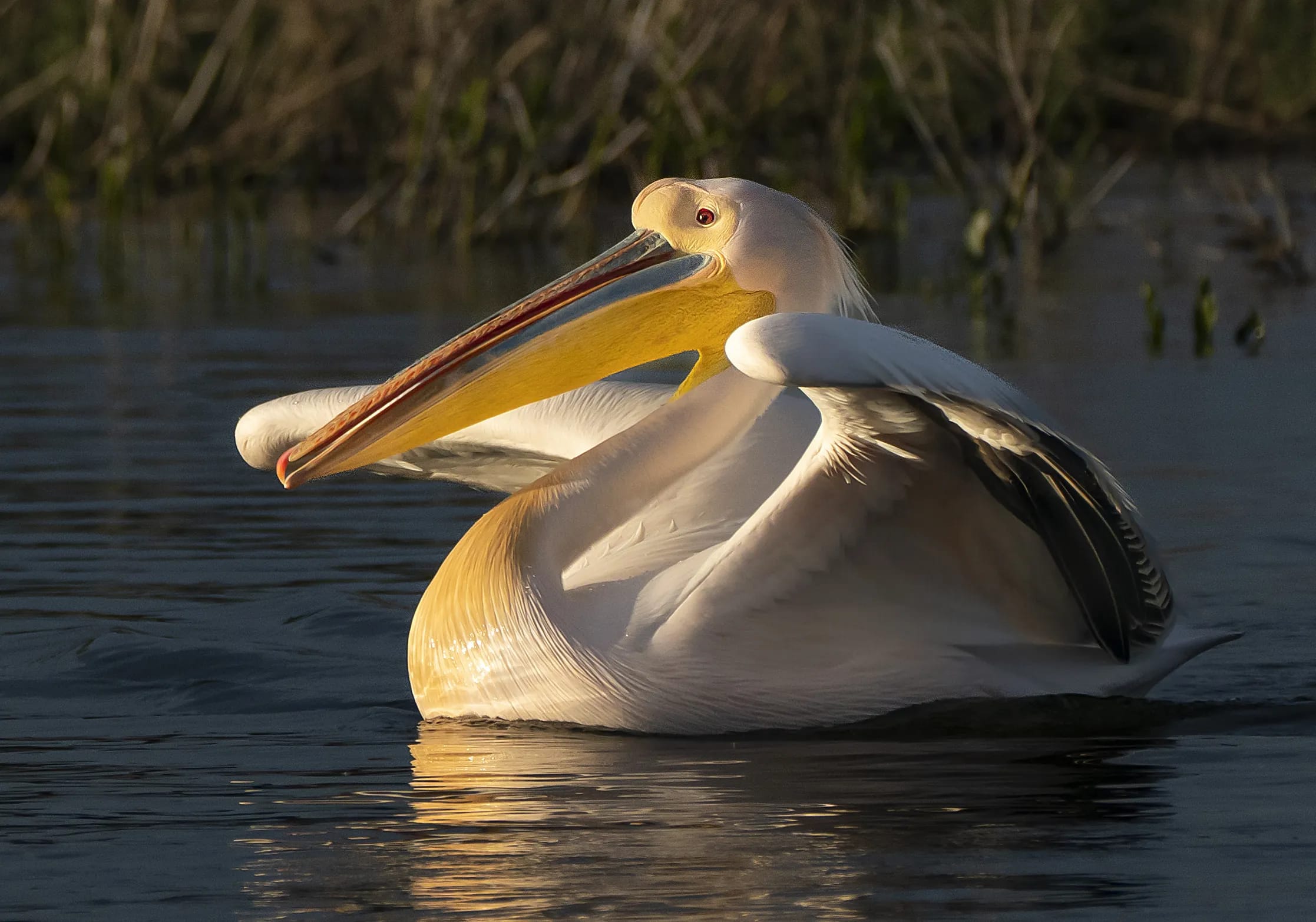 Lacul Nebunu