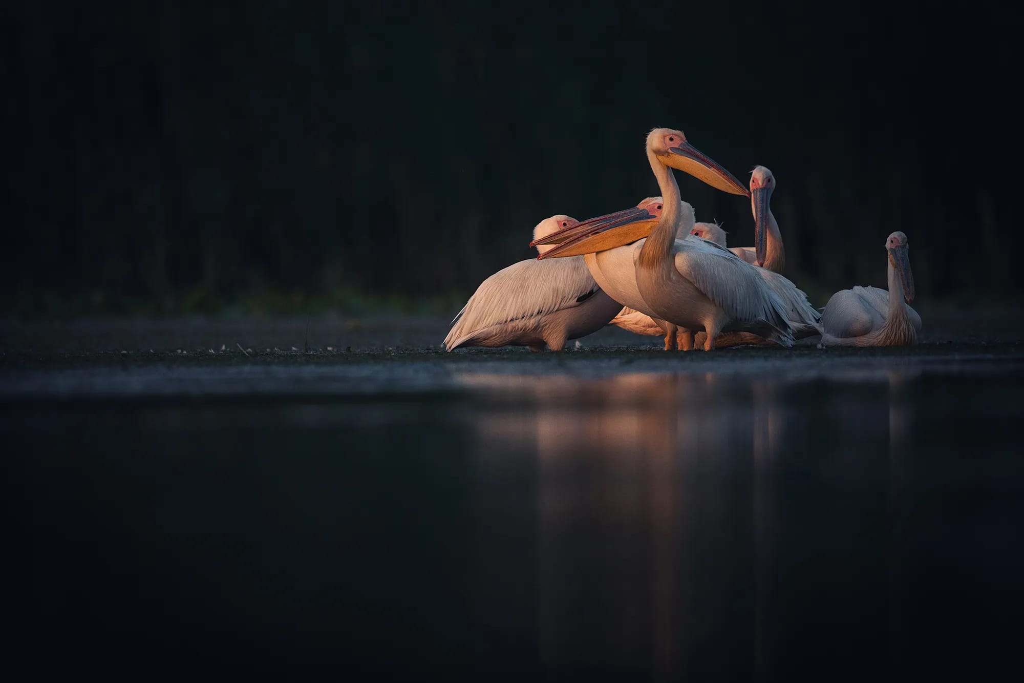 Tură Foto Delta Dunării – Fotografie Păsări & Wildlife (4 Zile)