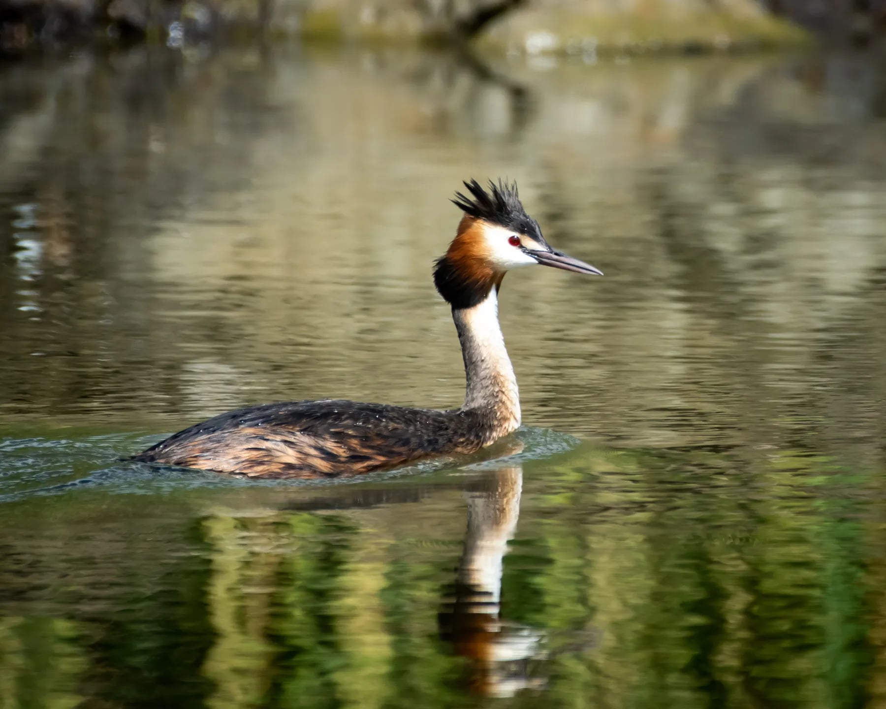 Păsări din Delta Dunării