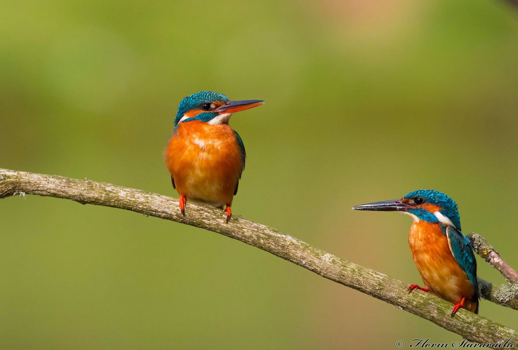 Delta Dunării — peisaj cu canale și natură