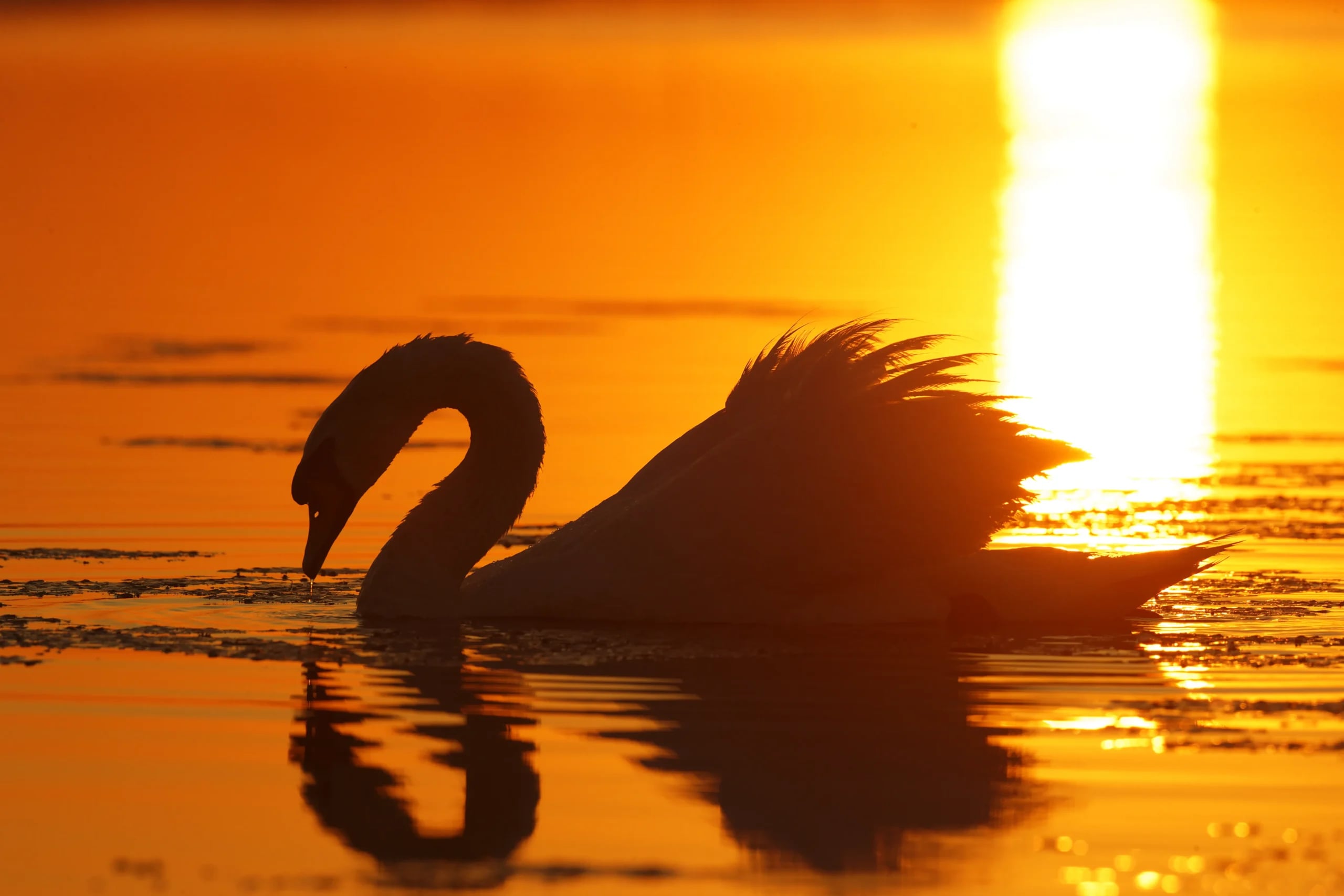 Delta Dunării — peisaj cu canale și natură