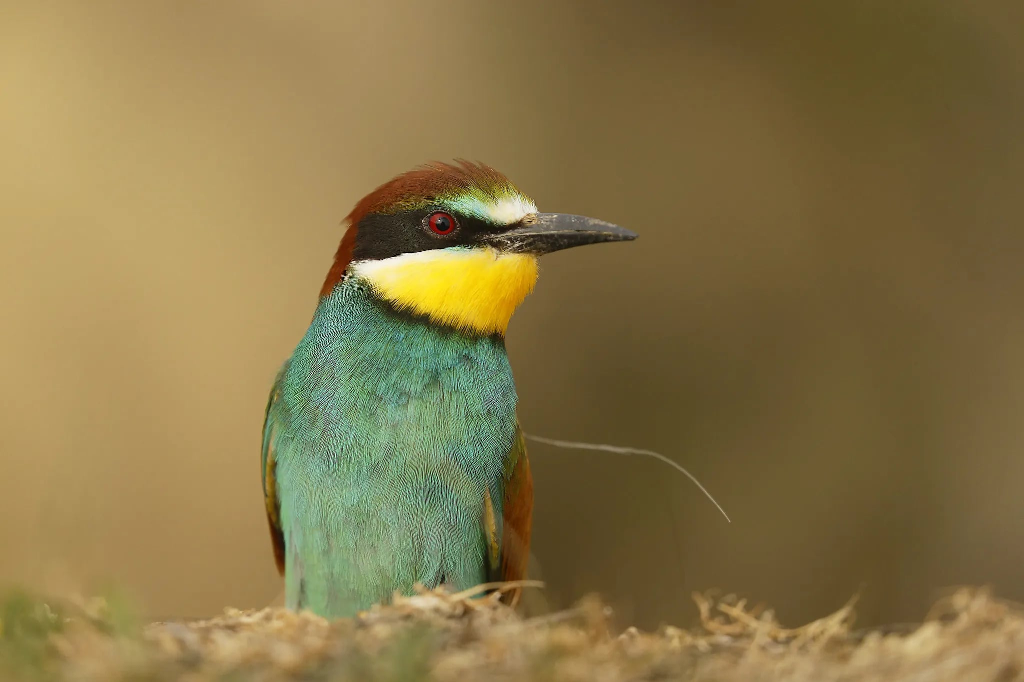 european bee eater portrait danube delta romania
