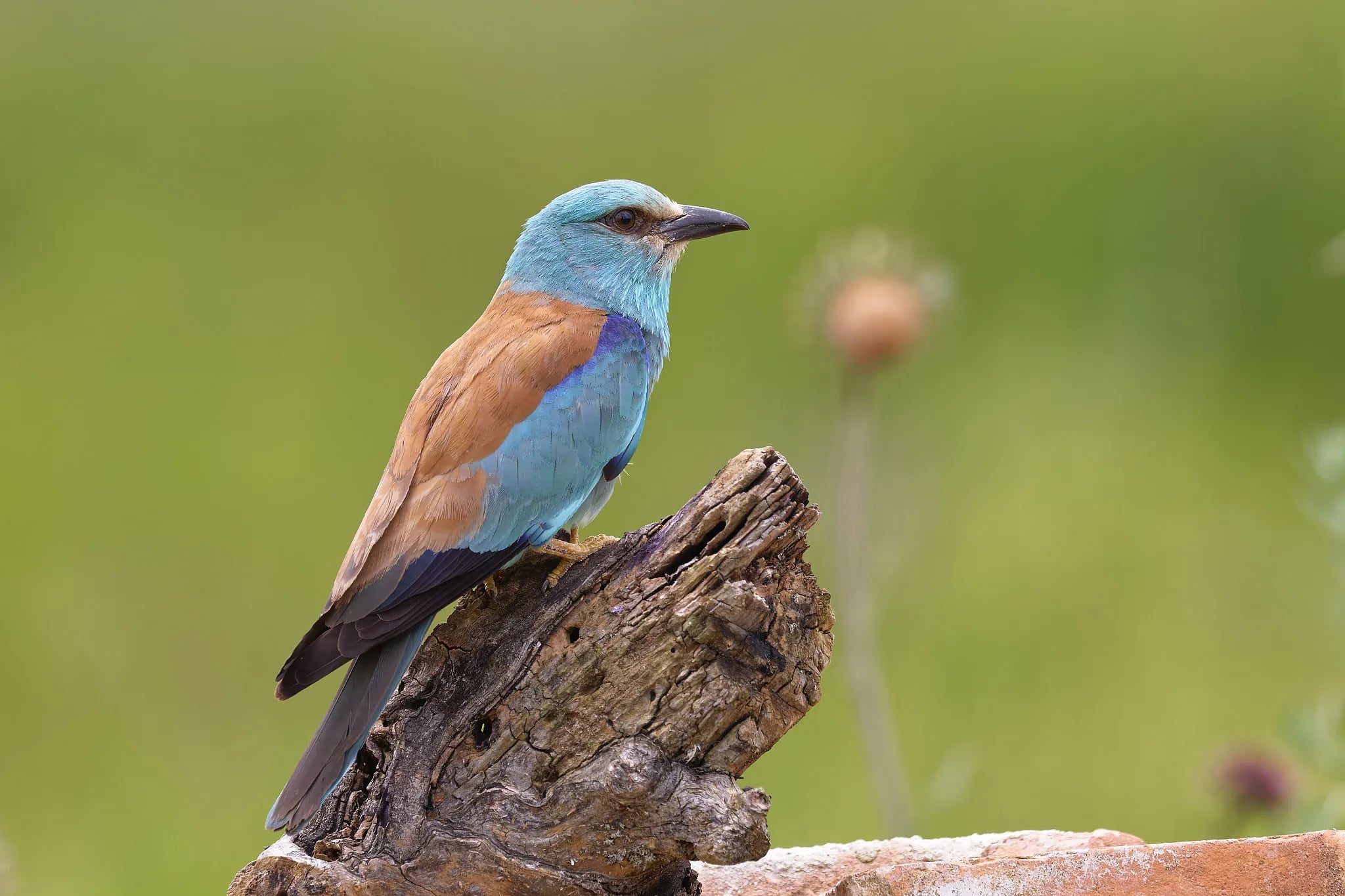 european roller on tree stump romania wildlife