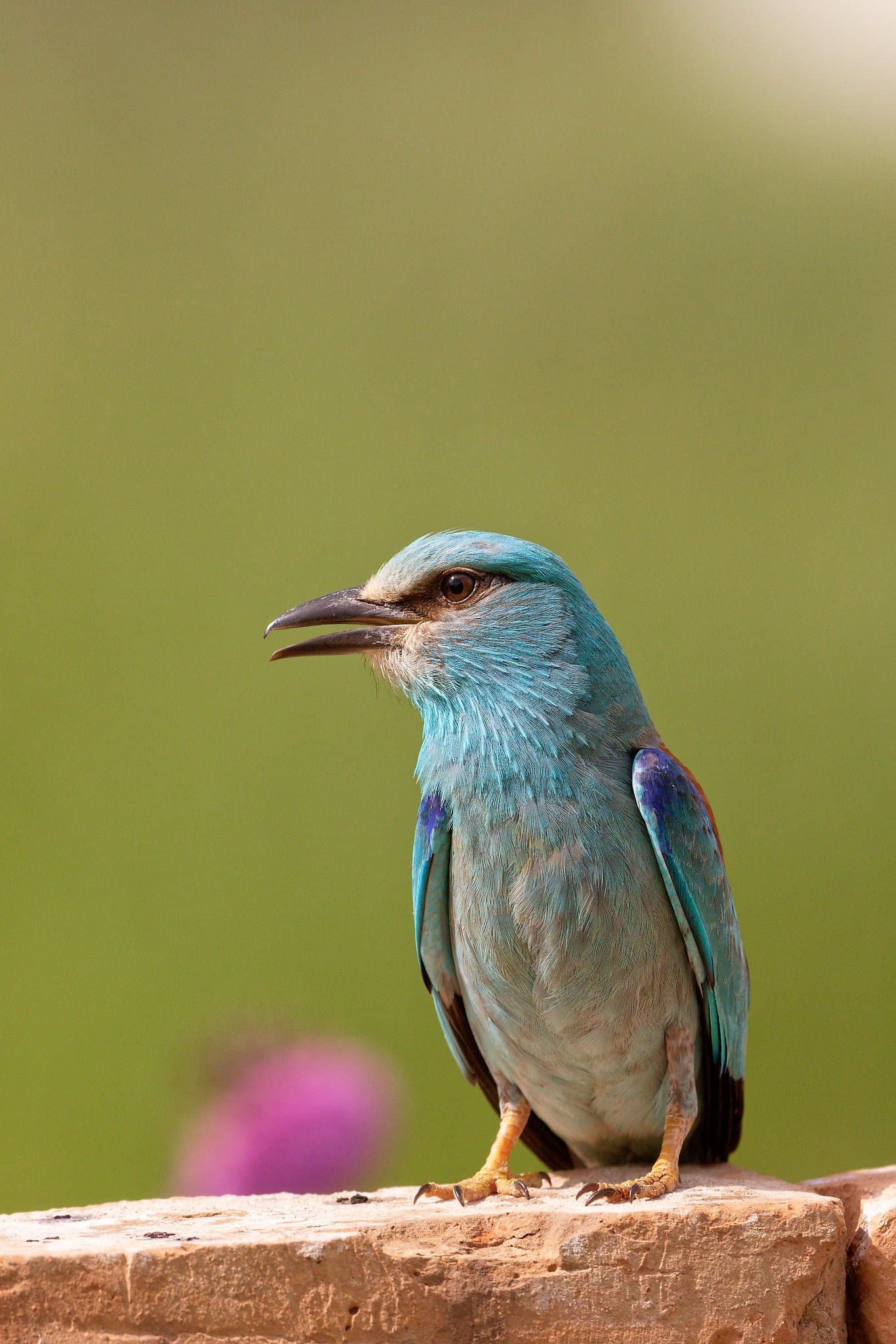 Birdwatching