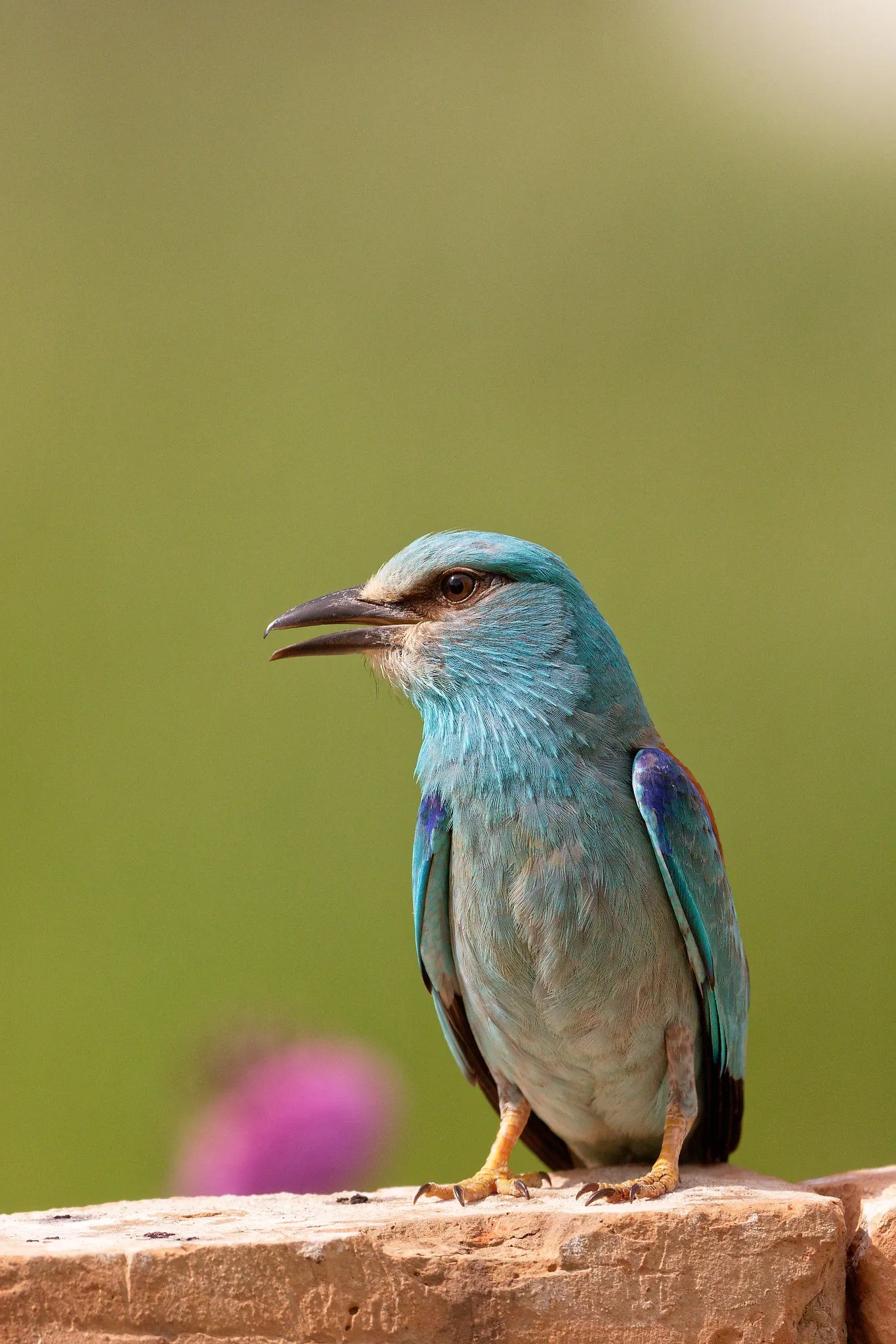 Tur Privat de Birdwatching în Delta Dunării la Pădurea Letea | Just Wildlife Tours