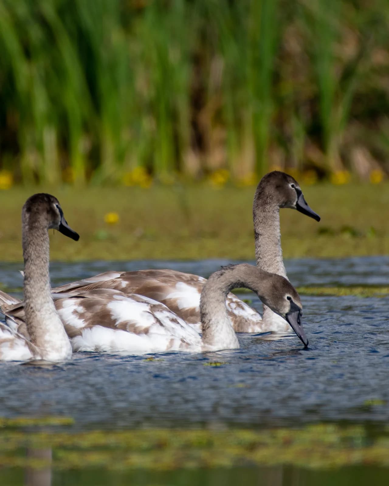 Trei lebede tinere plutind pe apă, natură verde