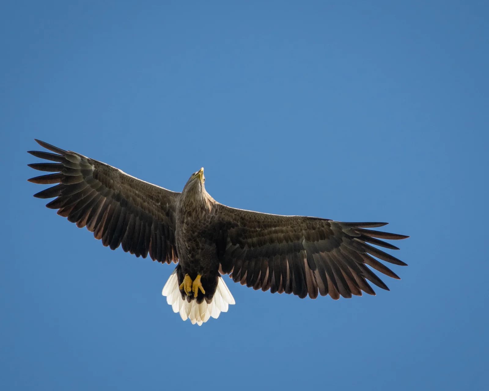 Vultur cu aripile întinse pe cer albastru.