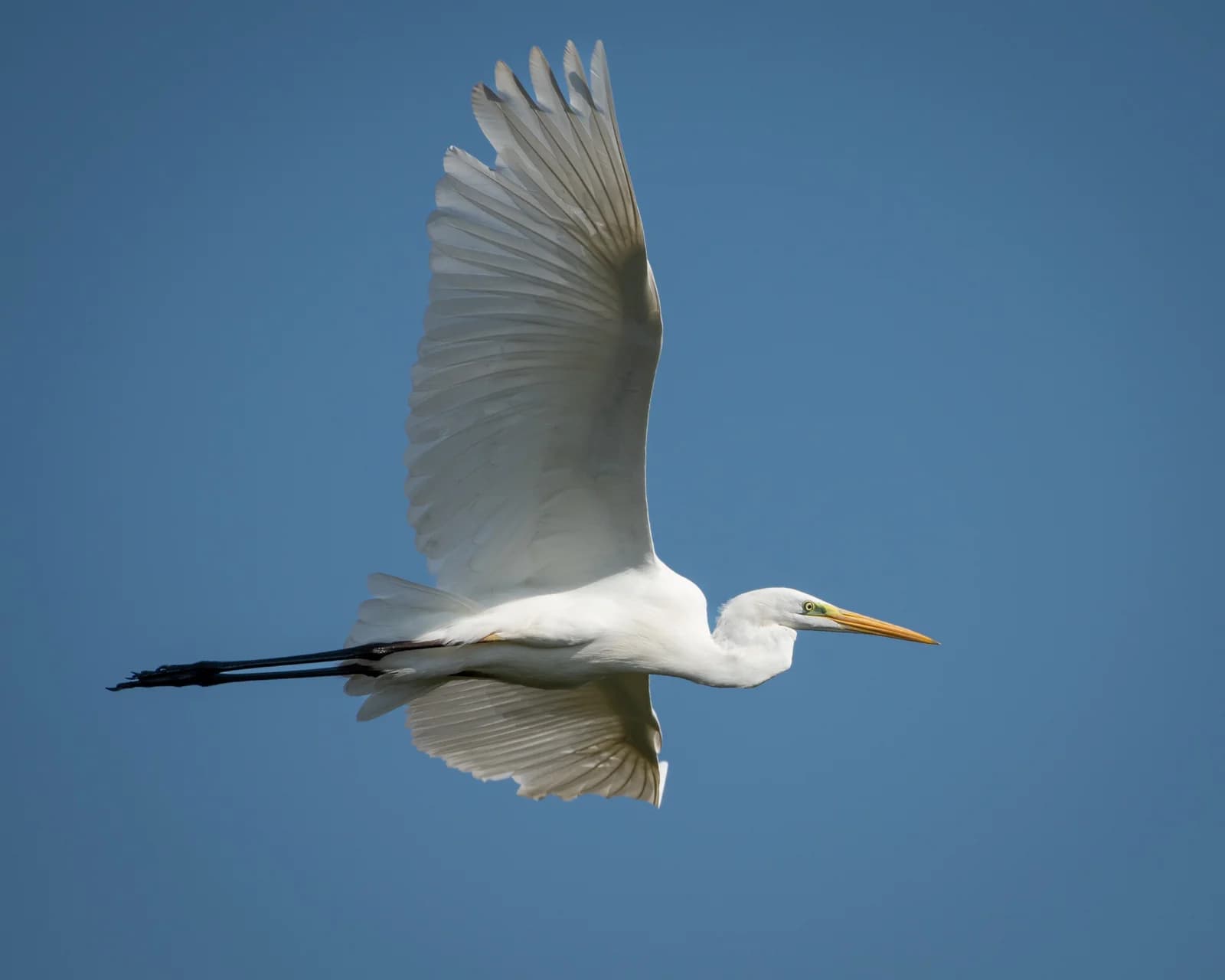 Egreta zburând pe cer senin