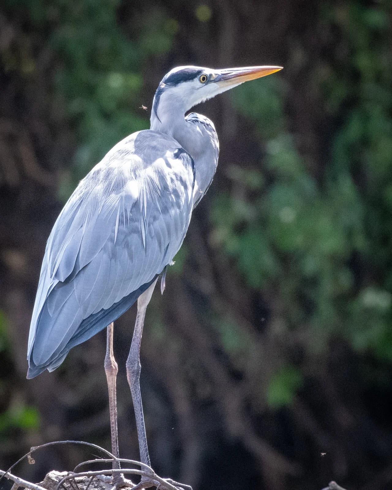 Stârc albastru pe ramură, fundal verde