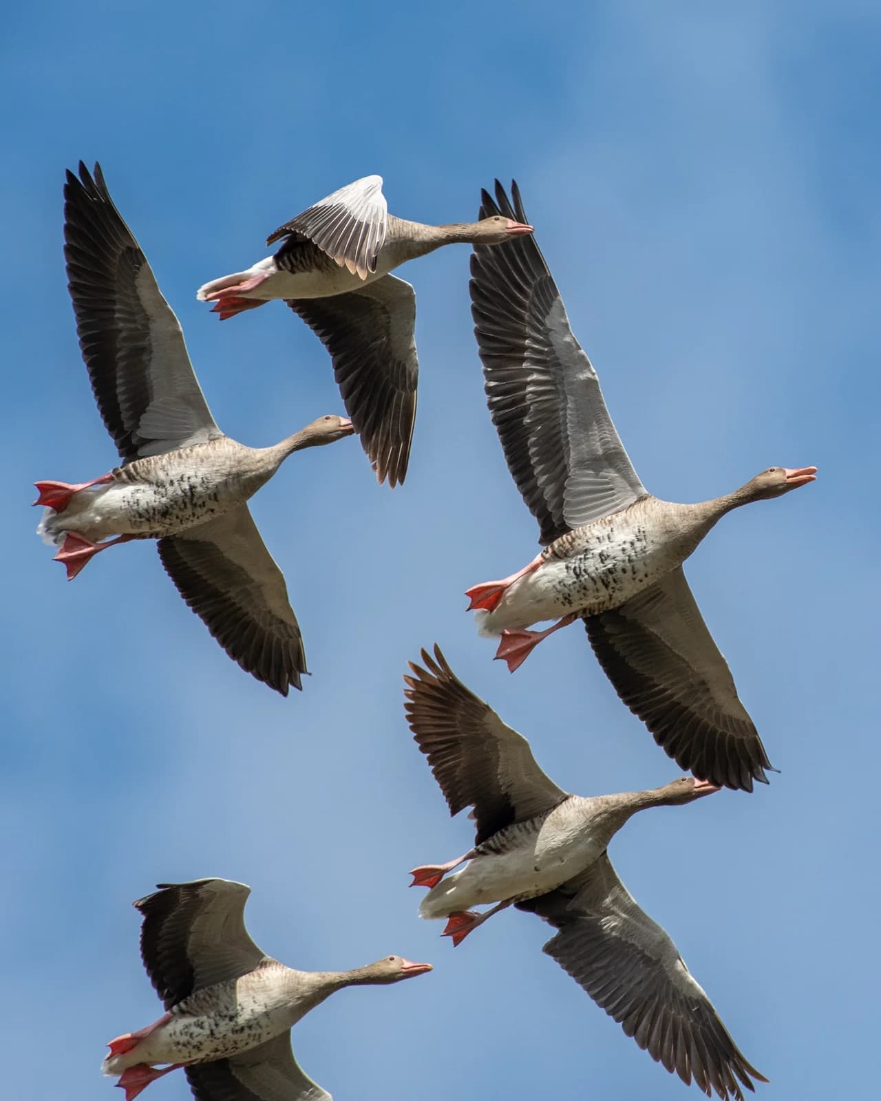 Gâște zburând pe cer senin albastru