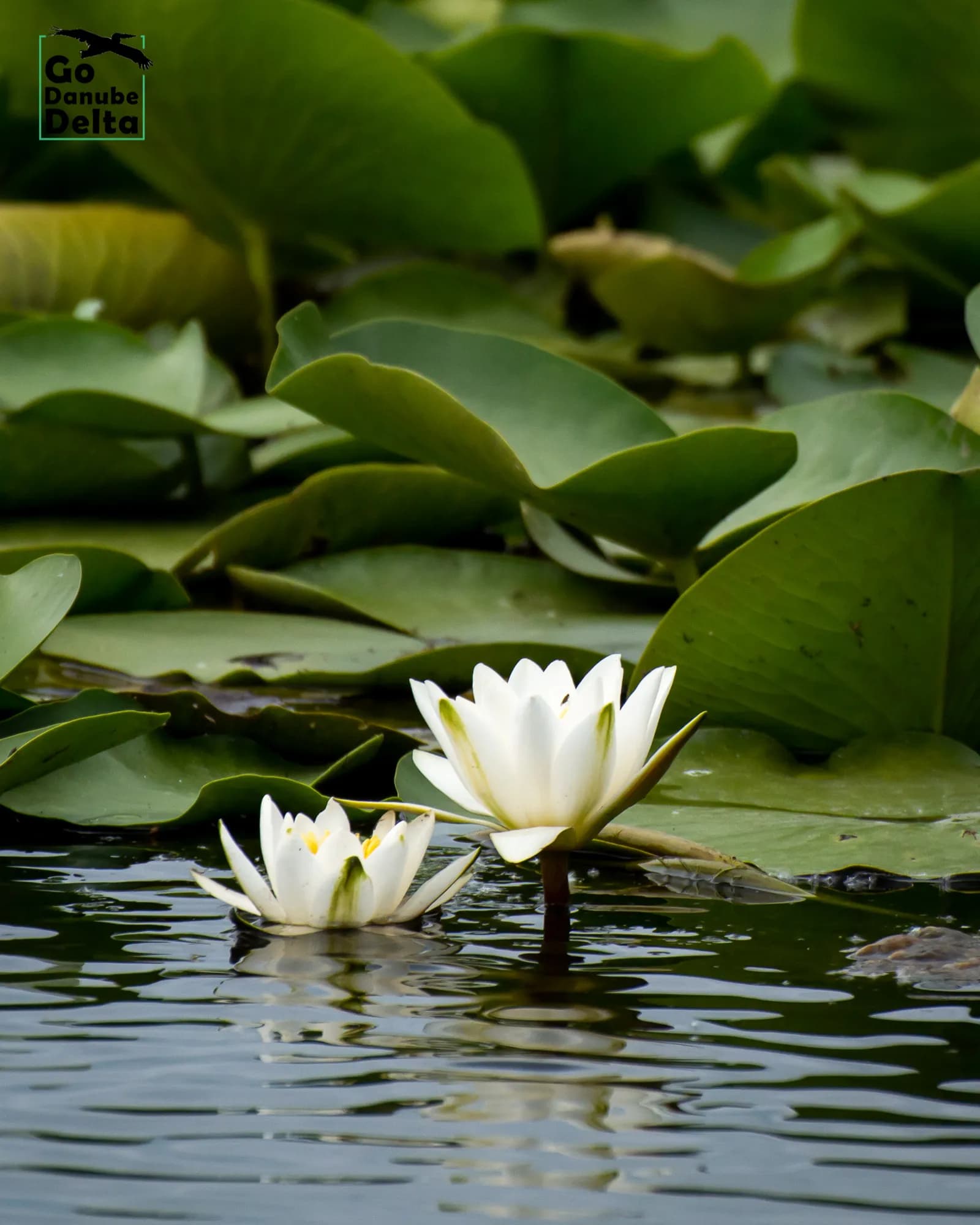 Nuferi albi pe apă în Delta Dunării.