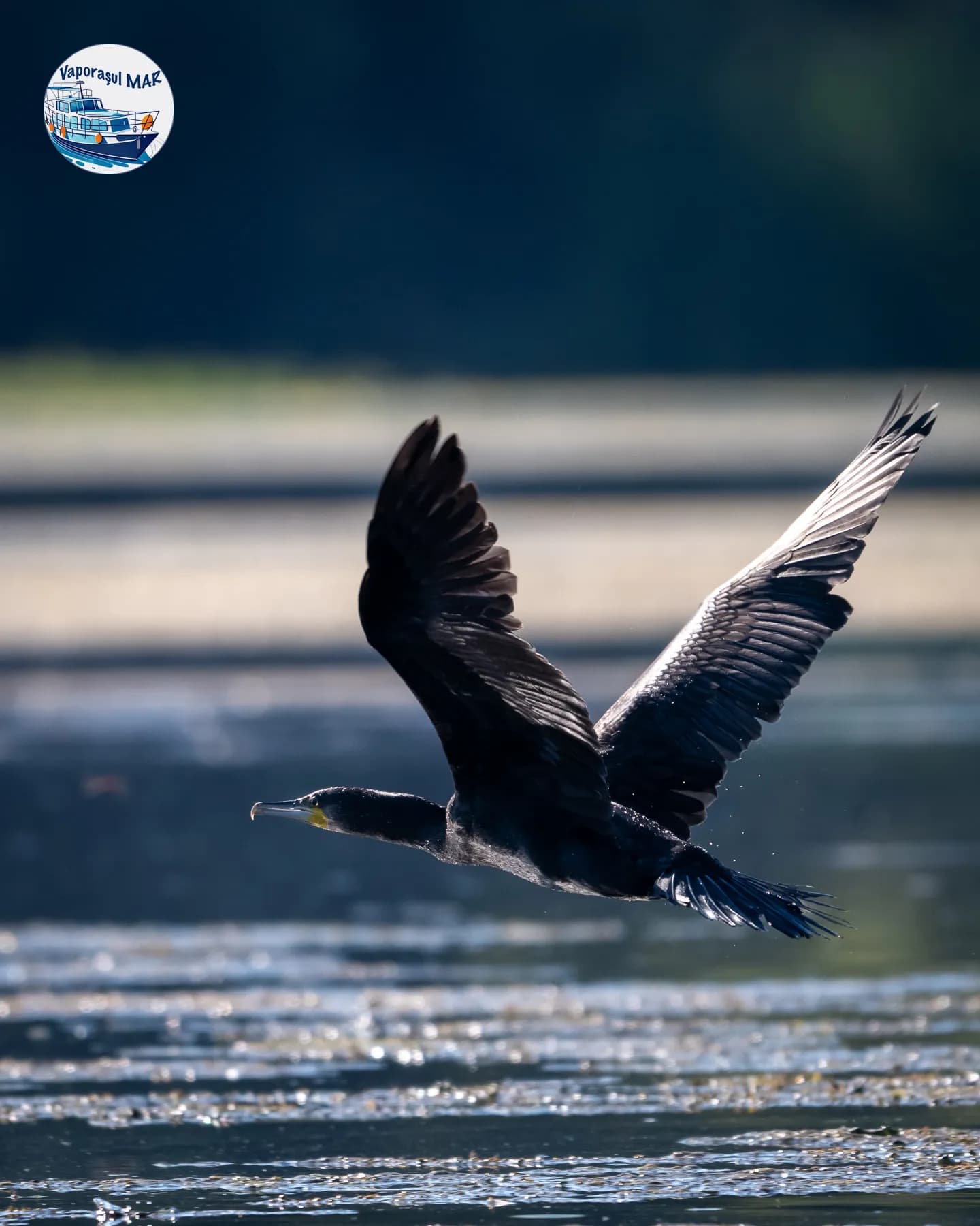 Cormoran în zbor deasupra apei strălucitoare.