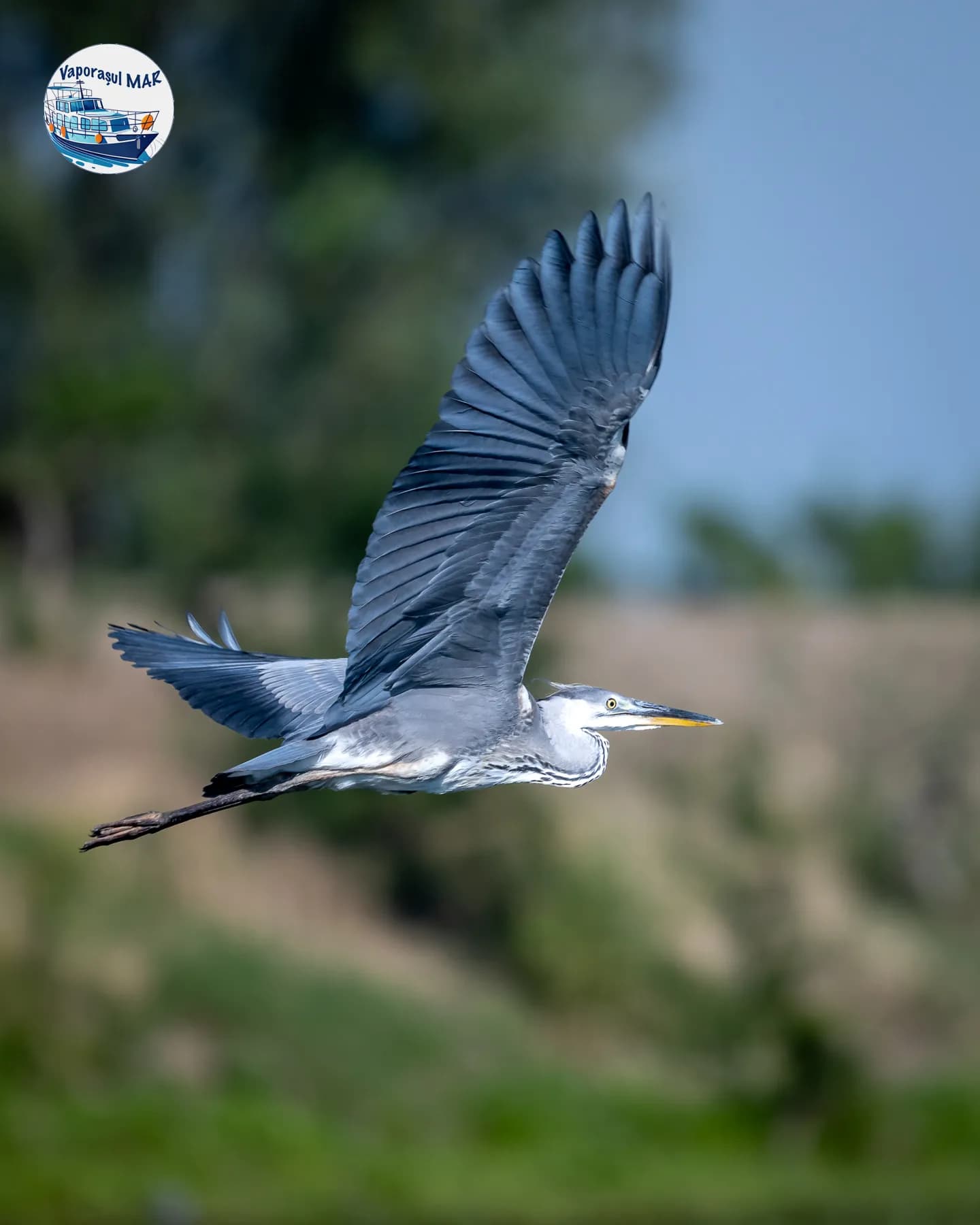 Stârc cenușiu zburând deasupra unui peisaj natural.