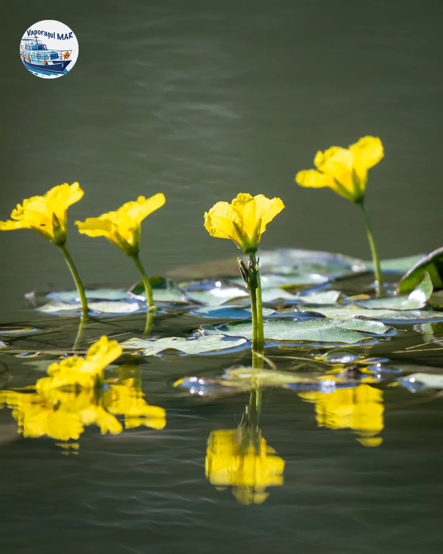 Flori galbene de nufăr pe apă
