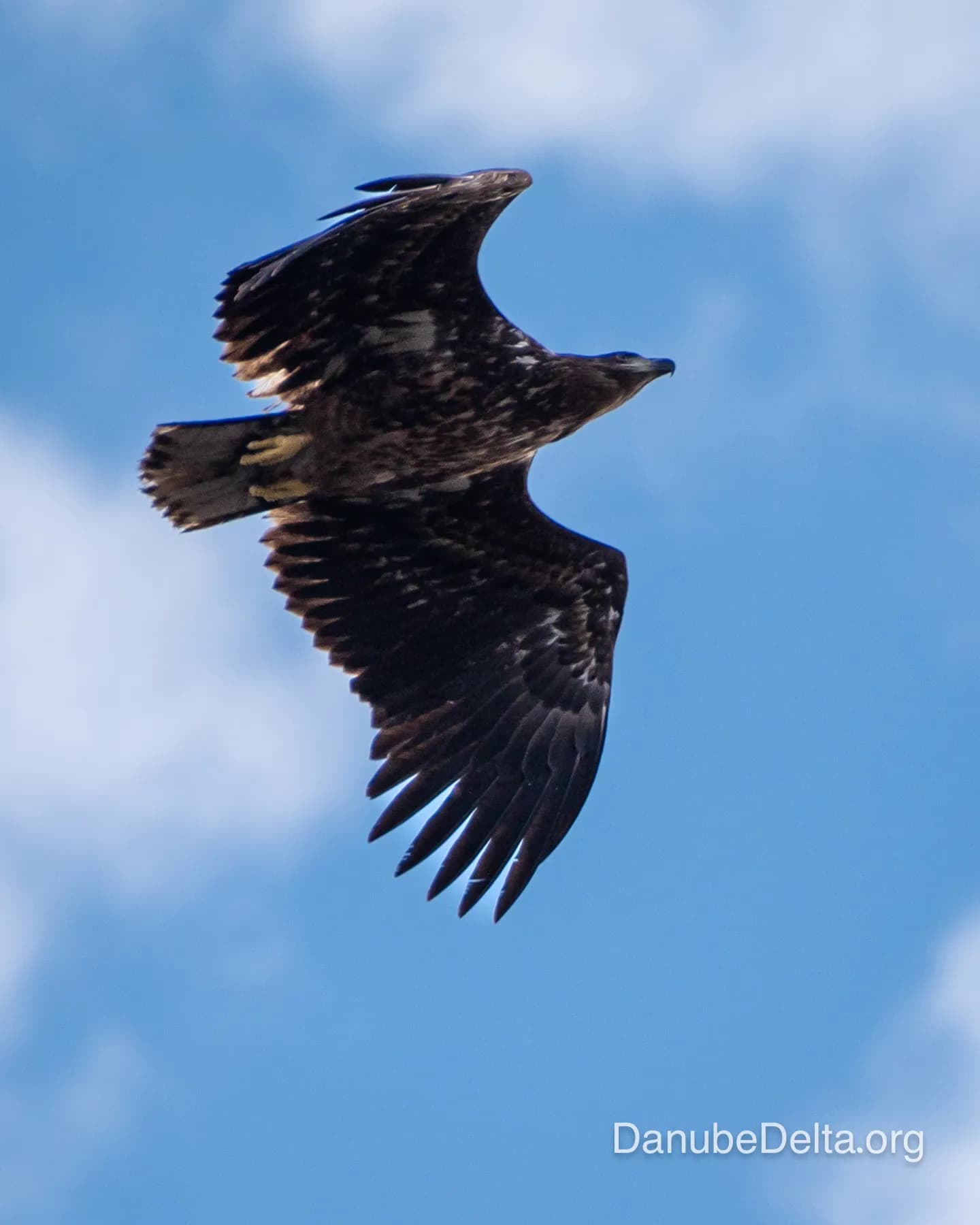 Excursia de 4 zile în Delta Dunării – Ambarcațiuni lente ( catamaran )