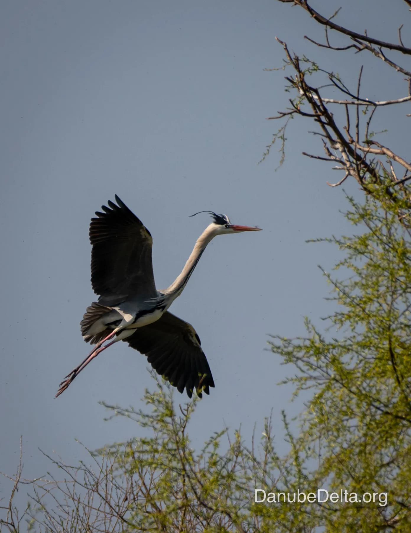 Excursia de 4 zile în Delta Dunării – Ambarcațiuni lente ( catamaran )