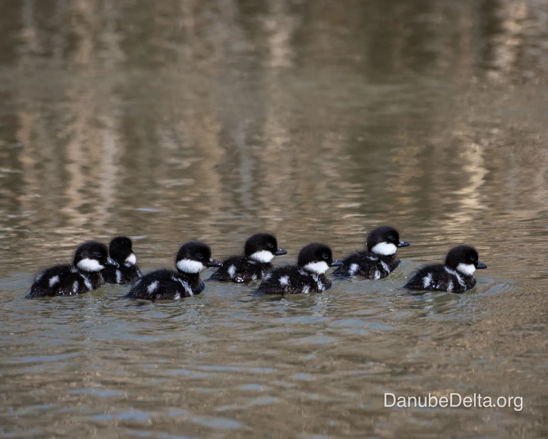 Excursia de 4 zile în Delta Dunării – Ambarcațiuni lente ( catamaran )