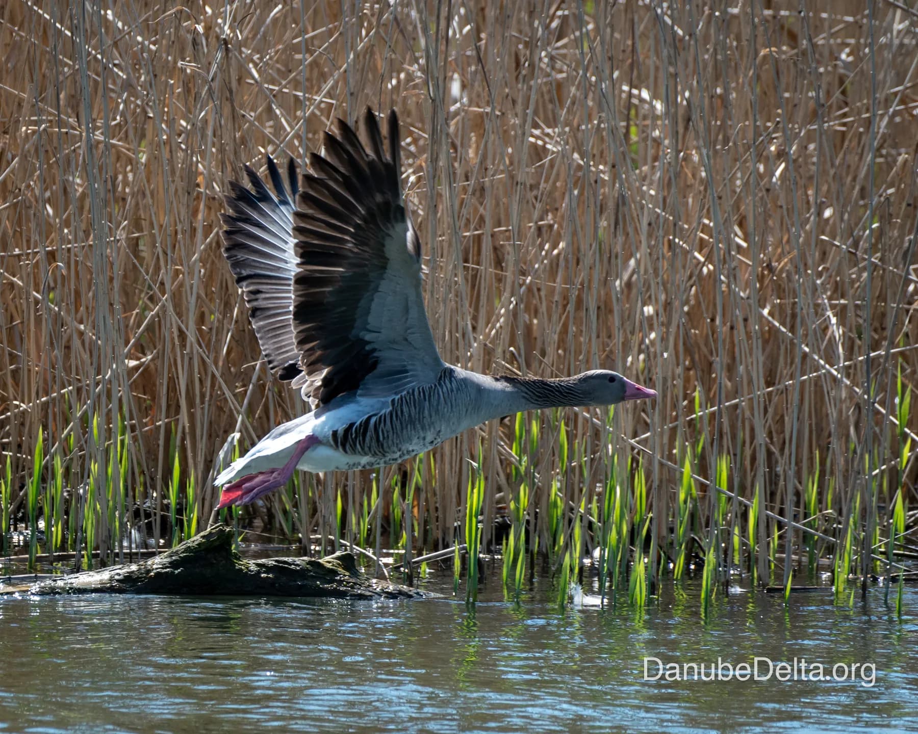 Excursia de 2 zile in Delta Dunarii cu catamaranul