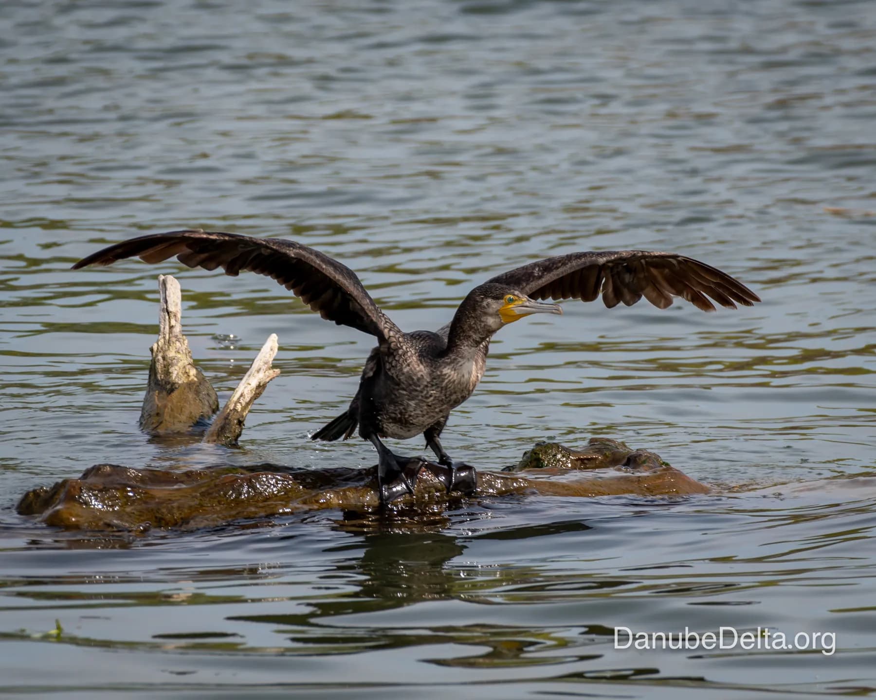 Excursia de 4 zile în Delta Dunării – Ambarcațiuni lente ( catamaran )