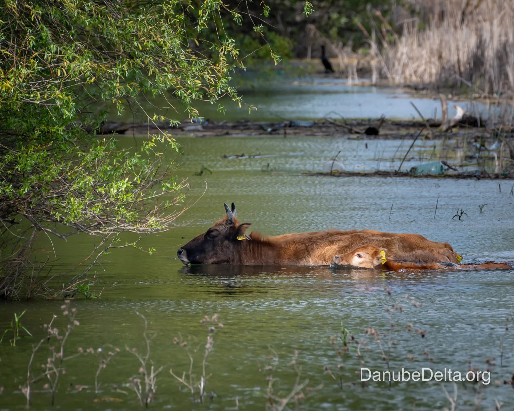 Un tur complet spre inima Deltei – satul pescaresc Mila 23… pentru cunoscătorii gourmet! – 8-9 ore