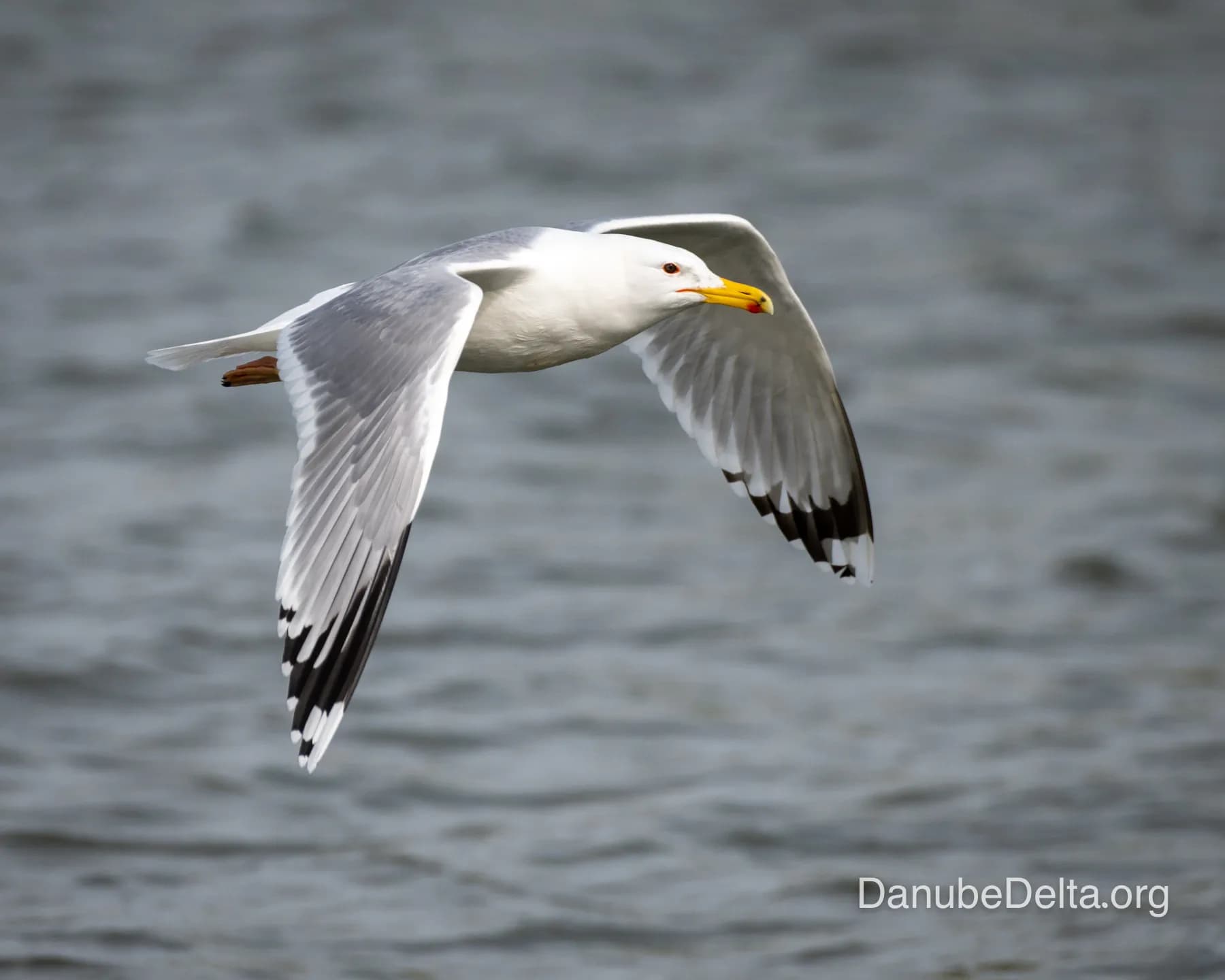 Excursia de 2 zile in Delta Dunarii cu catamaranul