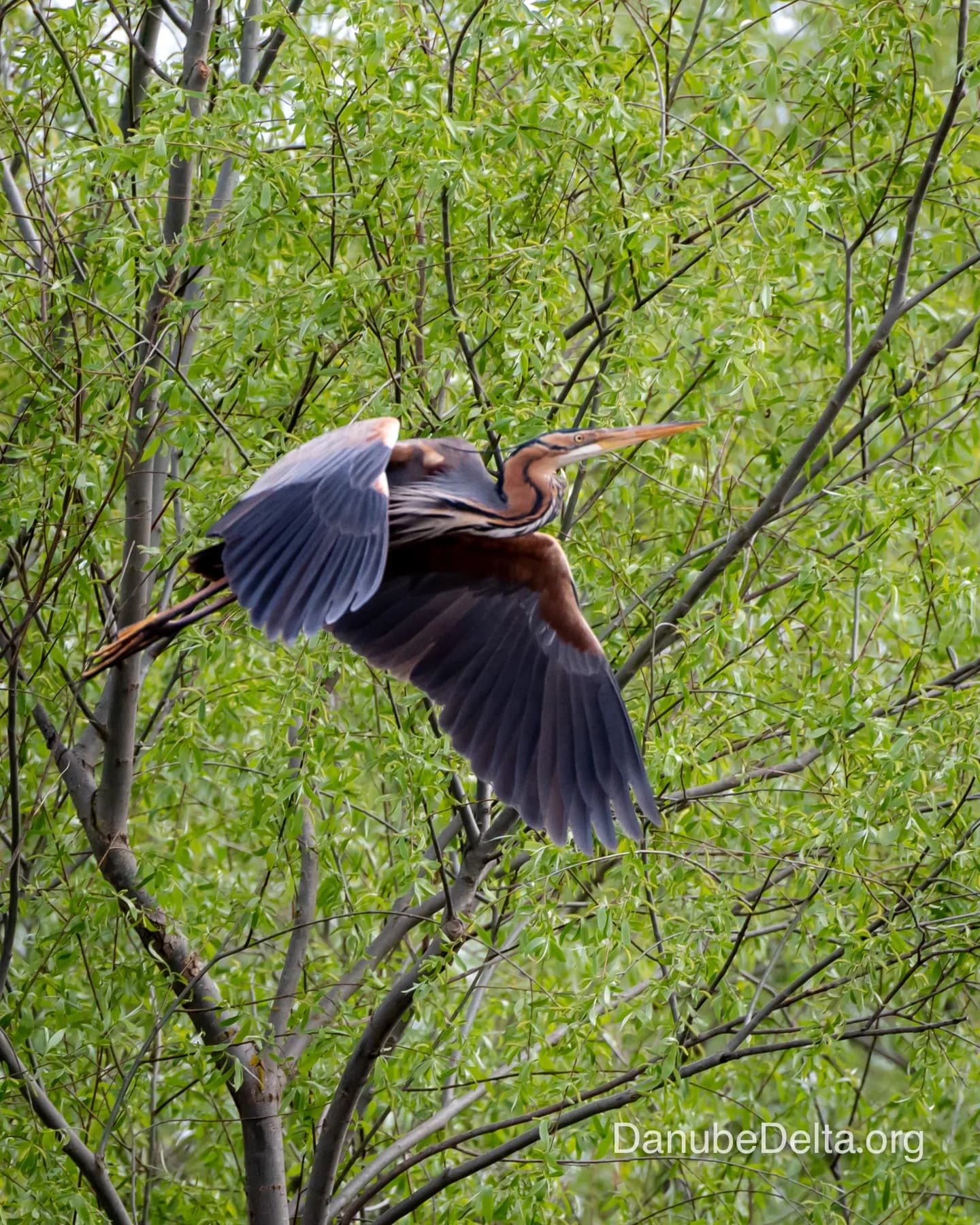 Excursia de 2 zile in Delta Dunarii cu catamaranul
