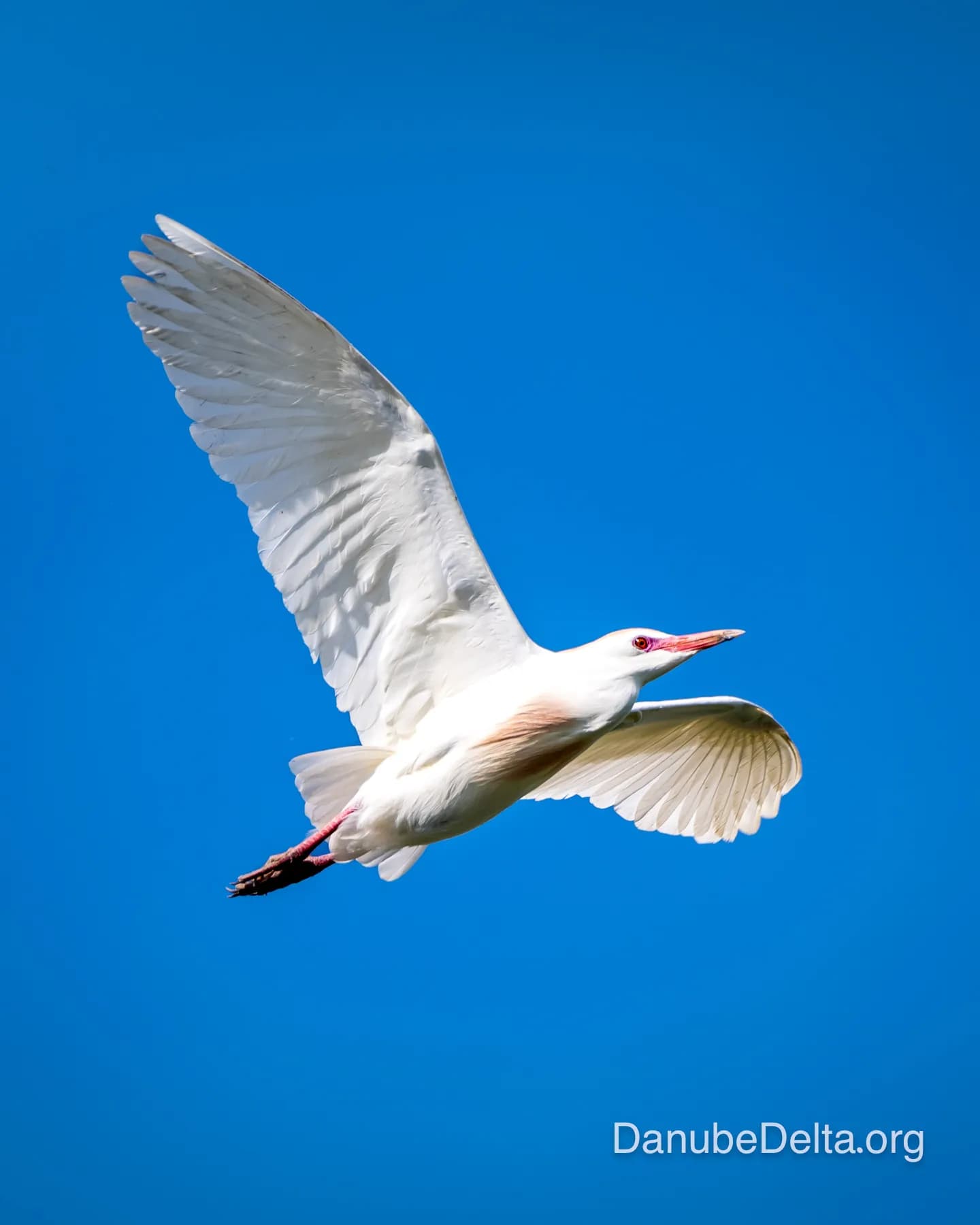 Un tur complet spre inima Deltei – satul pescaresc Mila 23… pentru cunoscătorii gourmet! – 8-9 ore