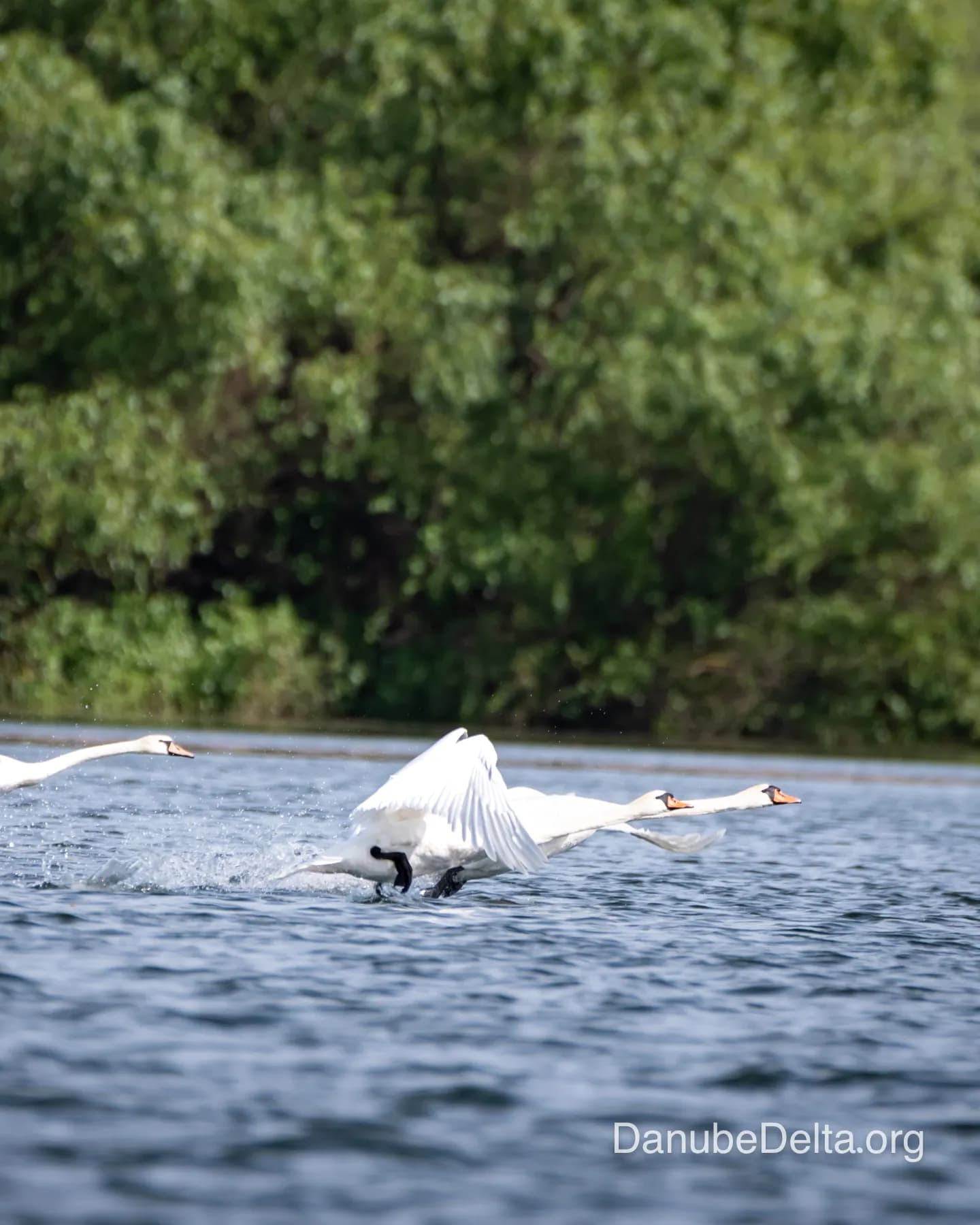 Excursia de 2 zile in Delta Dunarii cu catamaranul
