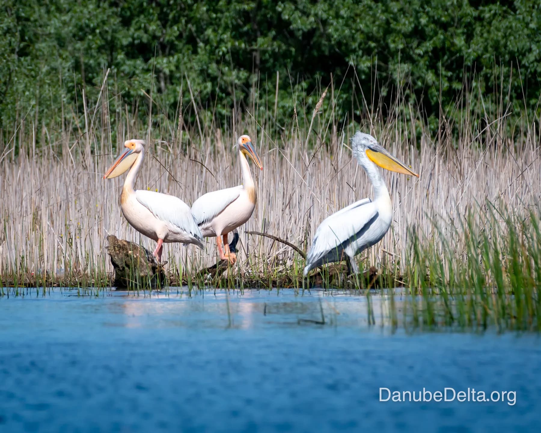 Excursie relaxanta în zona salbei de lacuri din Sireasa de Nord – 3-4 ore
