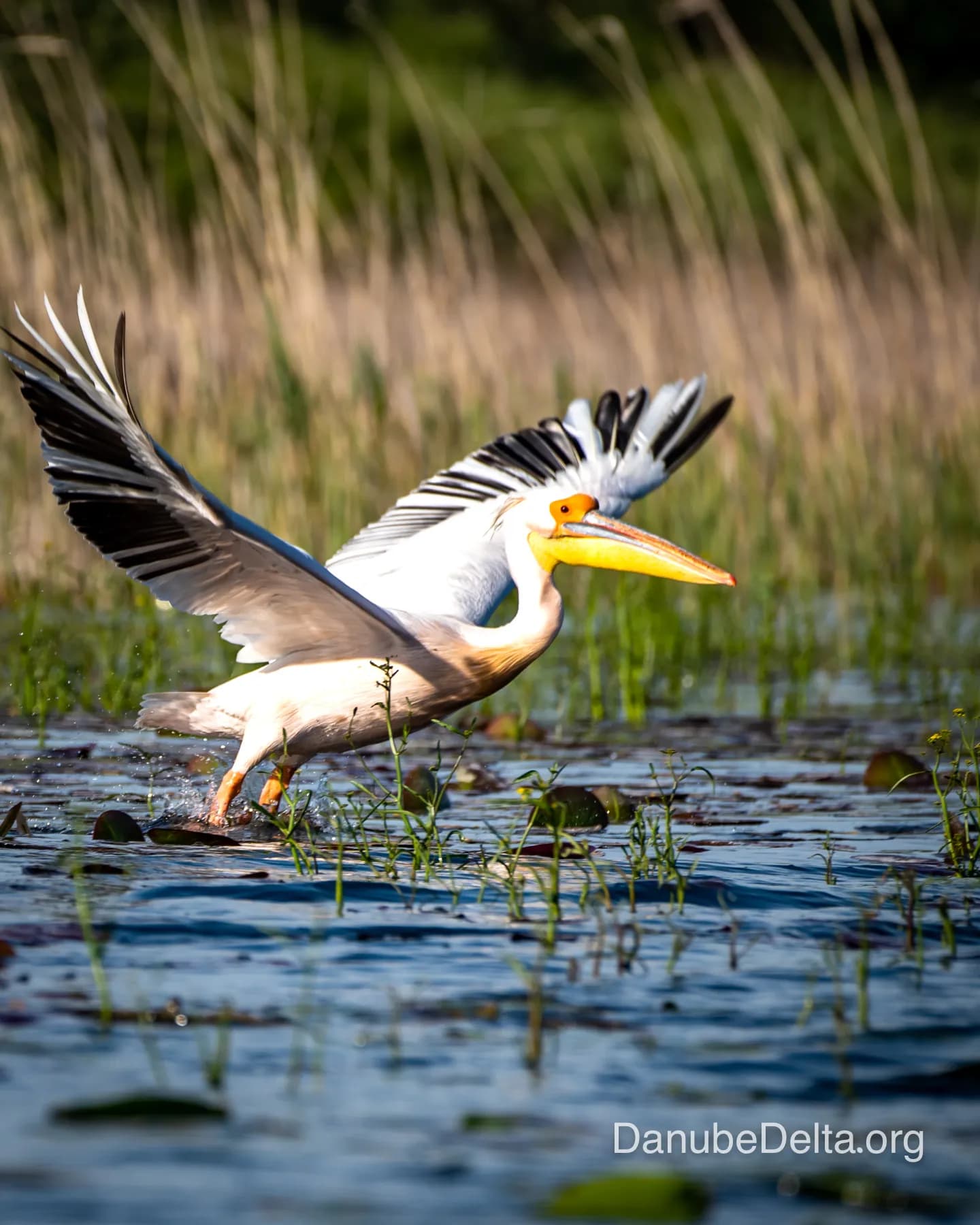 Excursia de 3 zile în Delta Dunării – Ambarcațiuni lente (Catamaran)