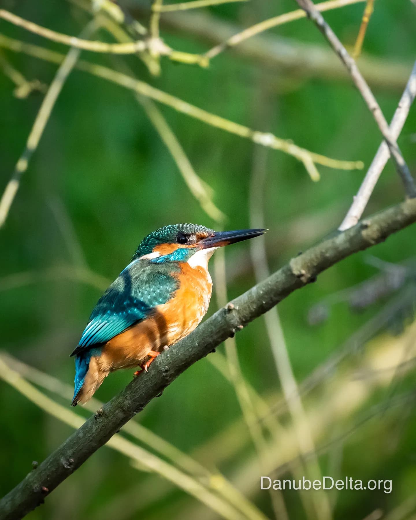 Excursia de 3 zile în Delta Dunării – Ambarcațiuni lente (Catamaran)