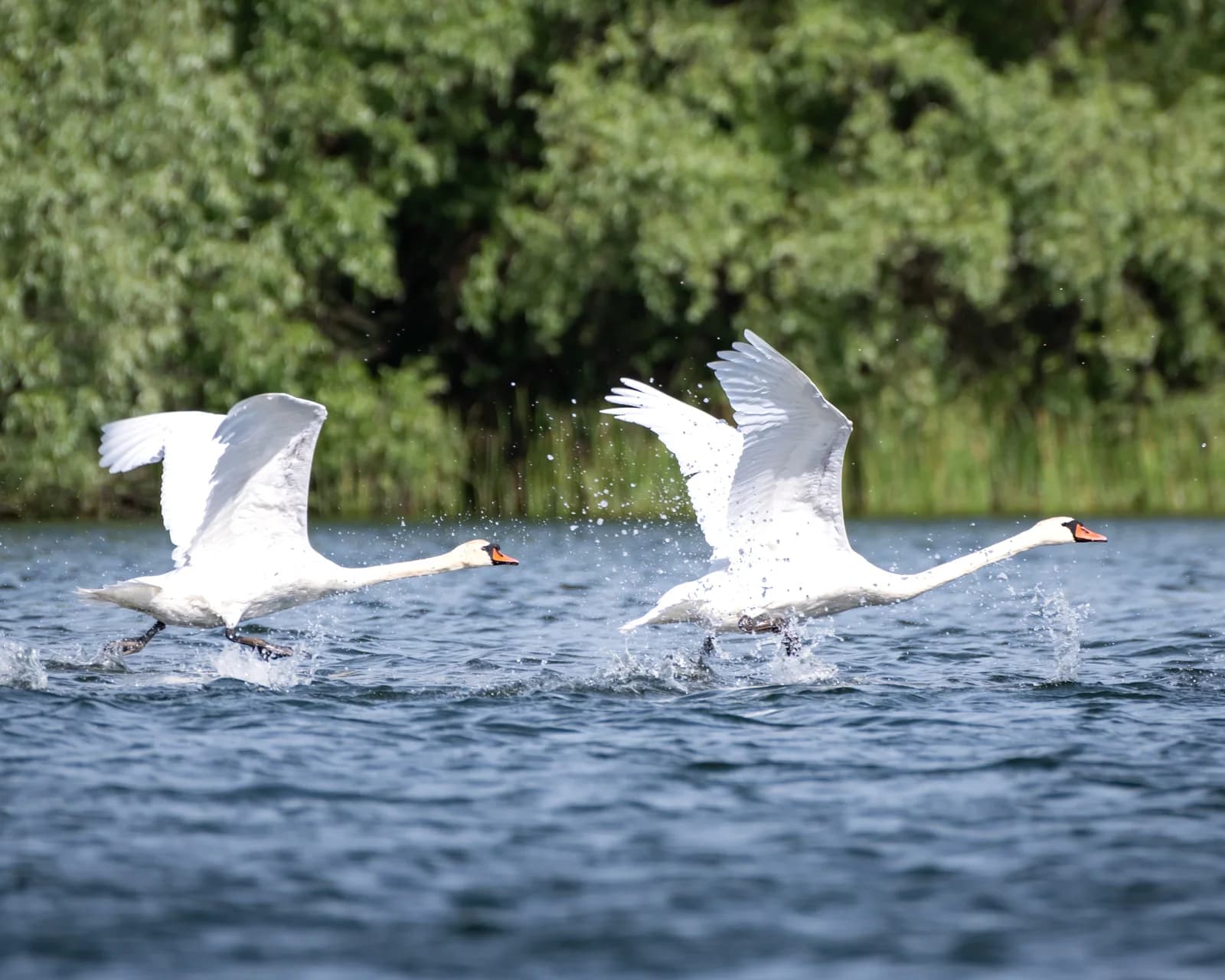 Tulcea – „Lac Nebunu”