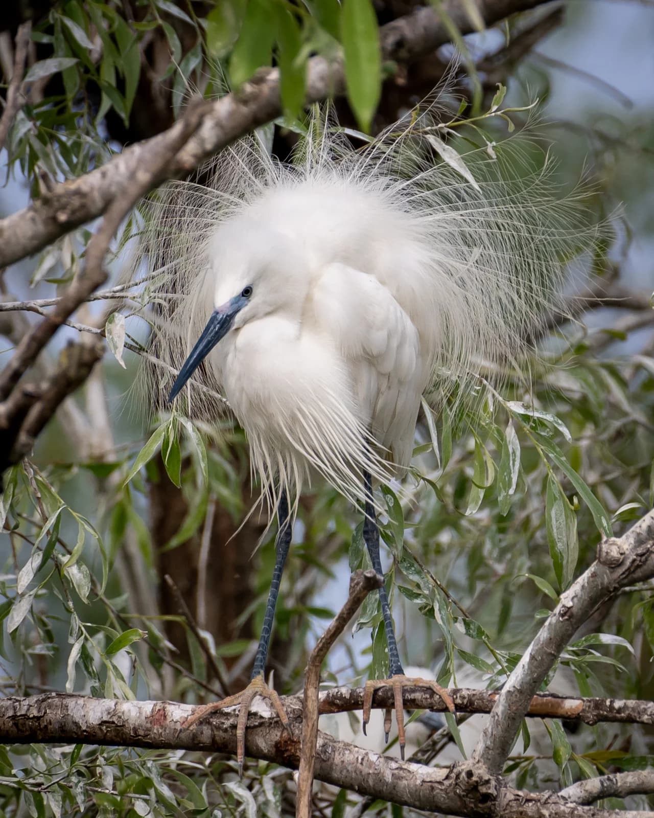 Tulcea – „Lac Nebunu”