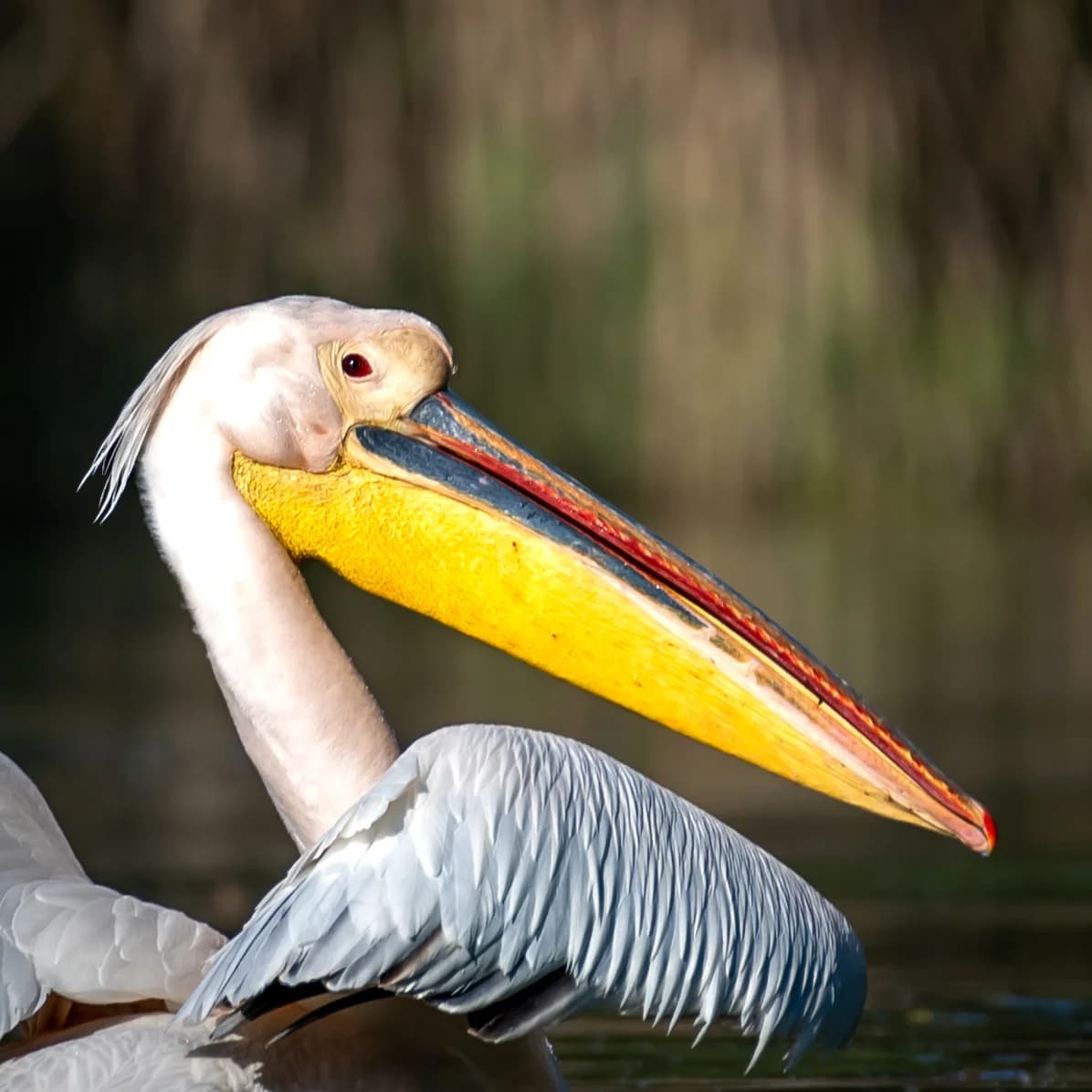 Tulcea – „Lac Nebunu”