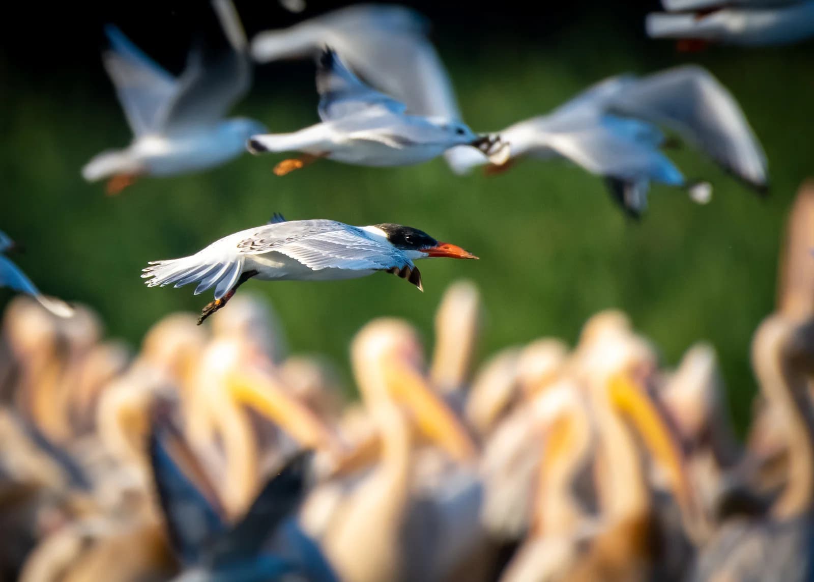 Tulcea – „Lac Nebunu”