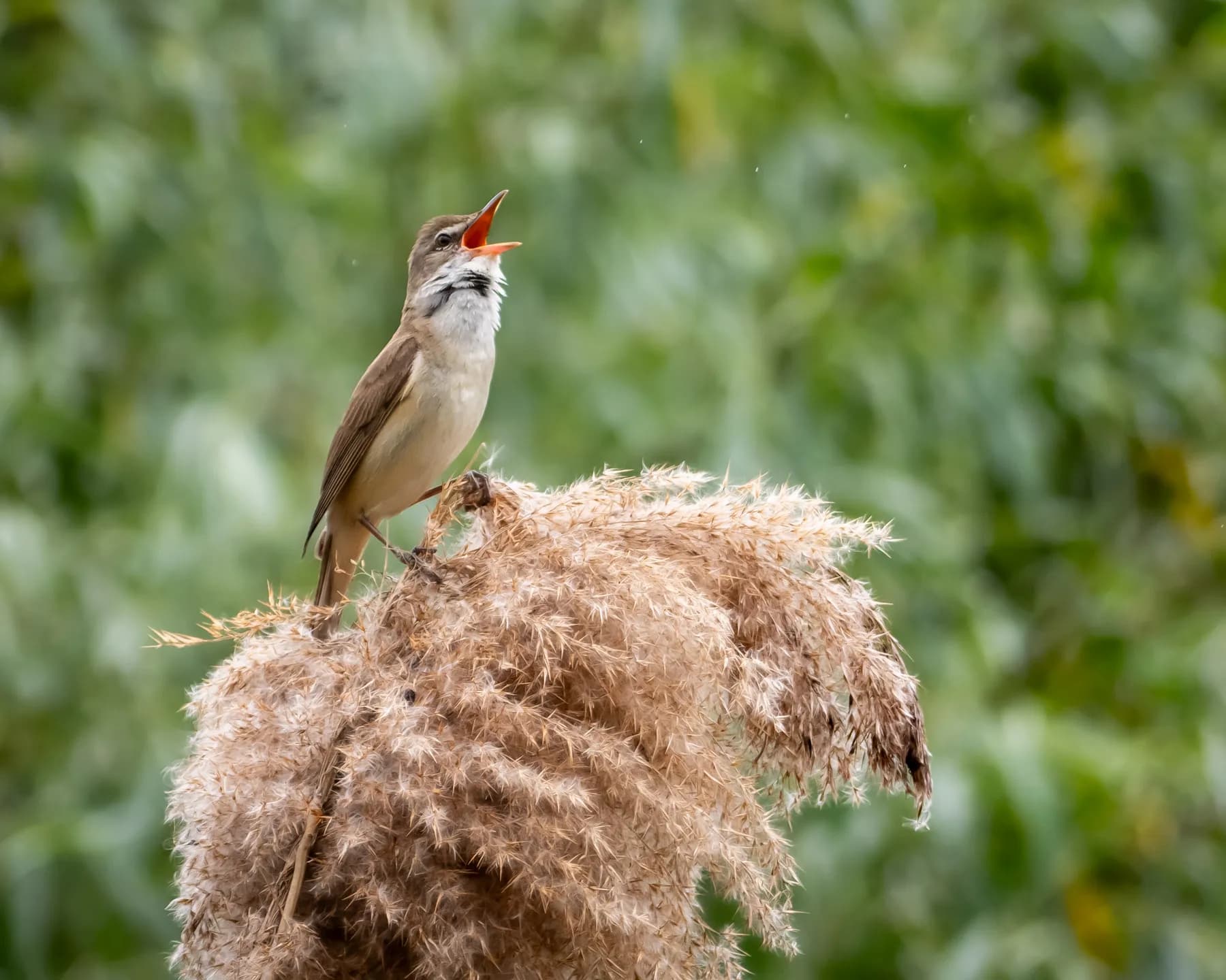 Acrocephalus scirpaceus